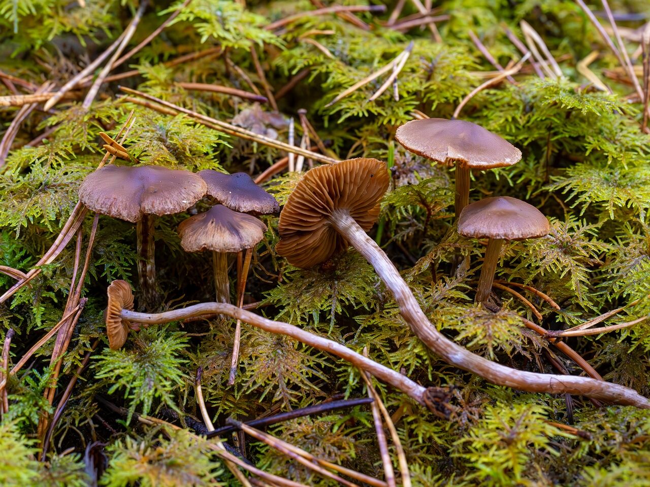 !Cortinarius flexipes _2026-09-22_1-5