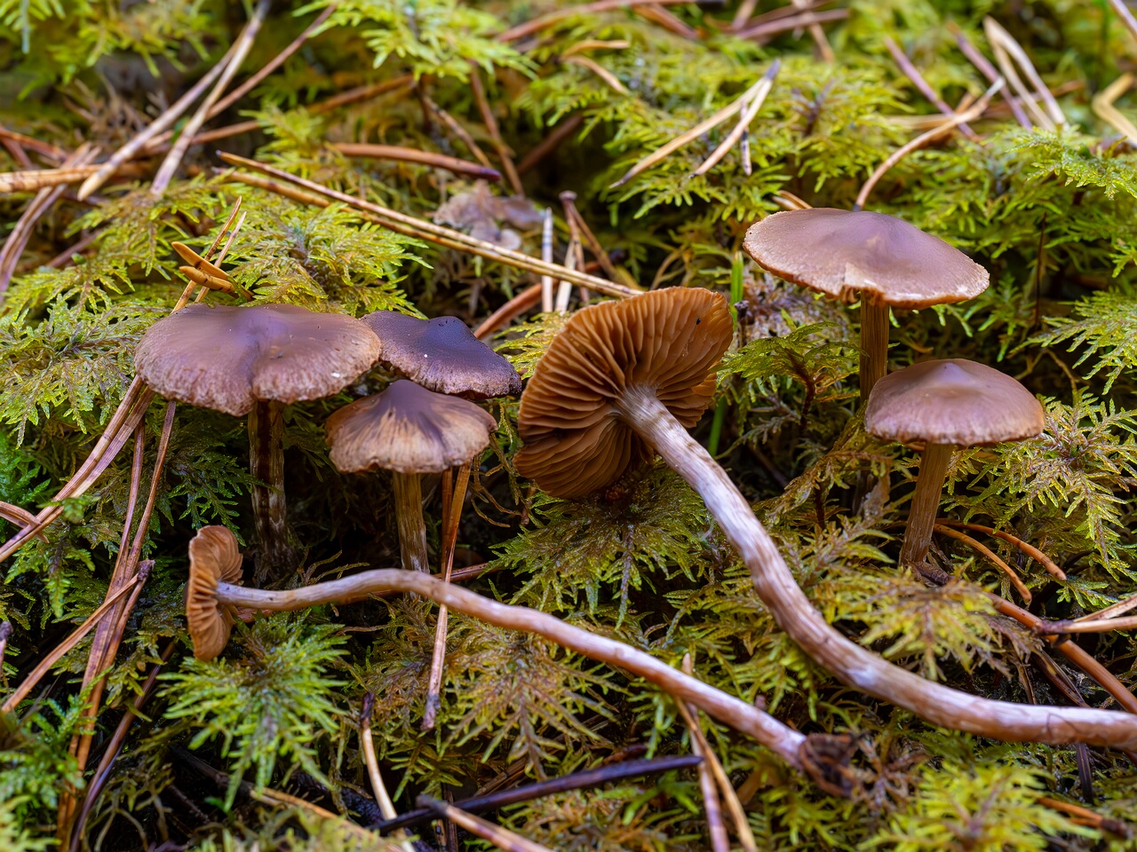 Cortinarius flexipes _2026-09-22_1-4