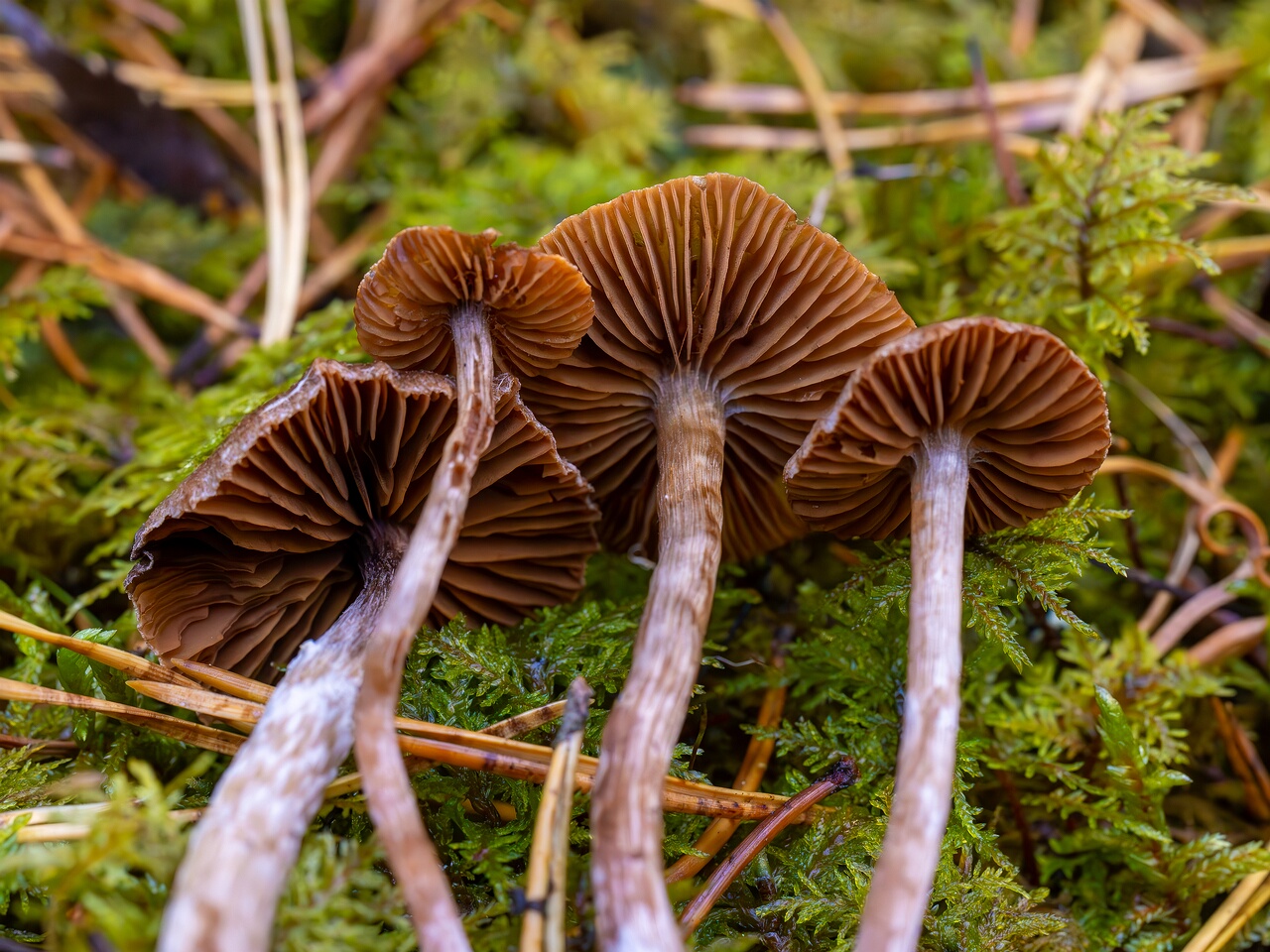 Cortinarius flexipes _2026-09-22_1-6