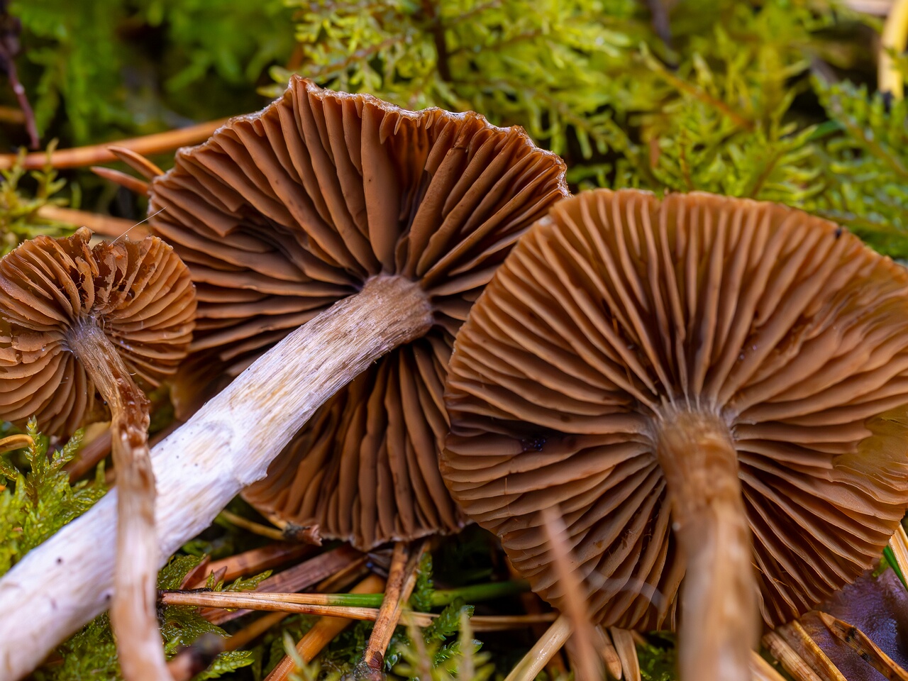 Cortinarius flexipes _2026-09-22_1-7