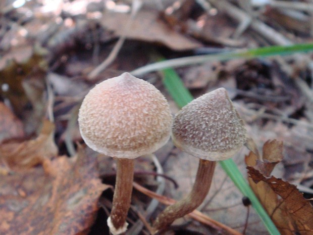 Cortinarius paleaceus - Паутинник пленчатый - Slender Webcap - Blassblättriger