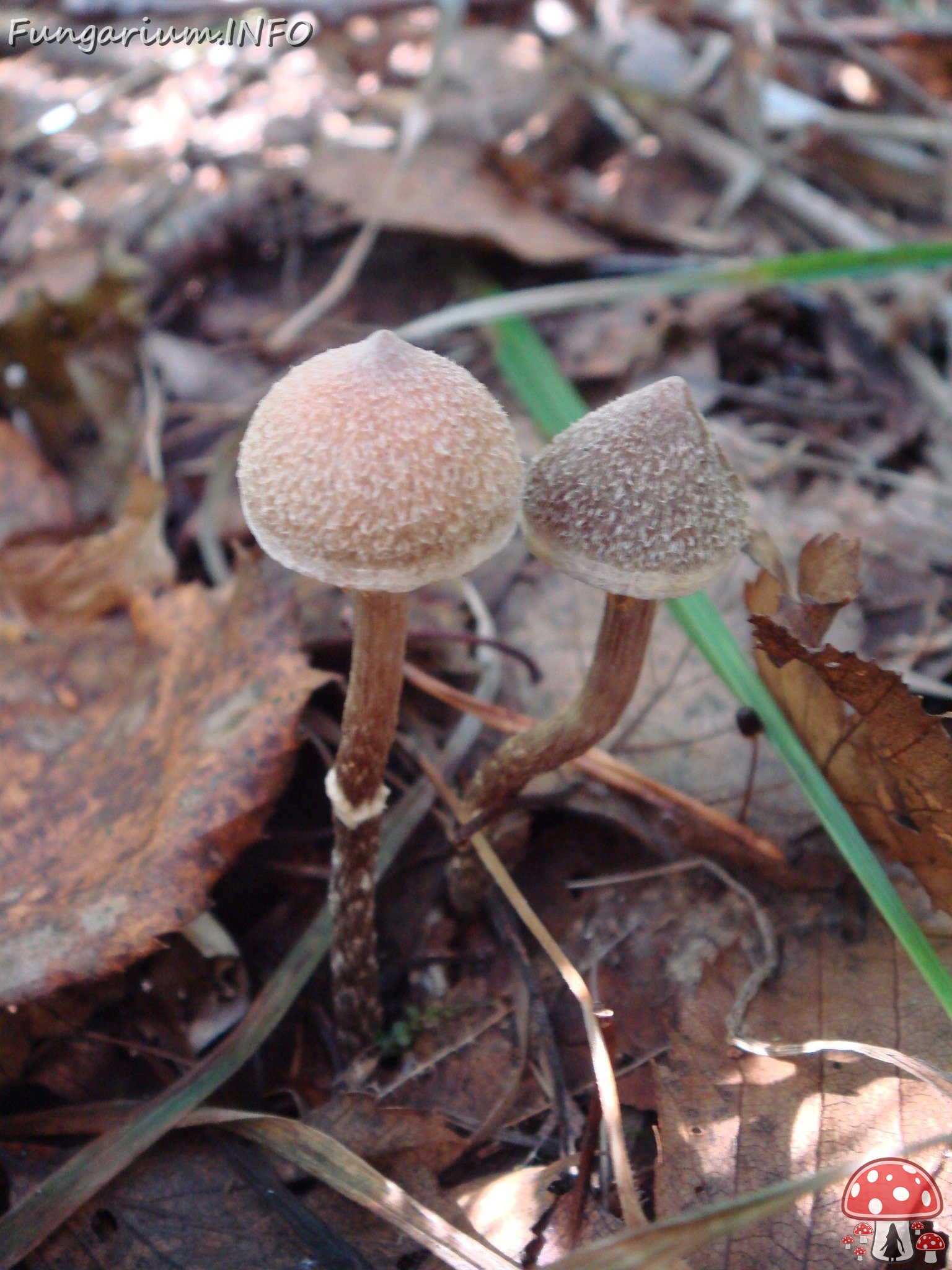 fungi-0003319 