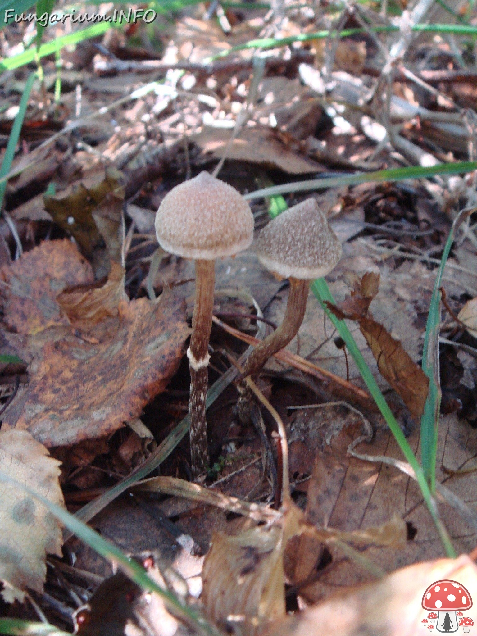 fungi-0003321 