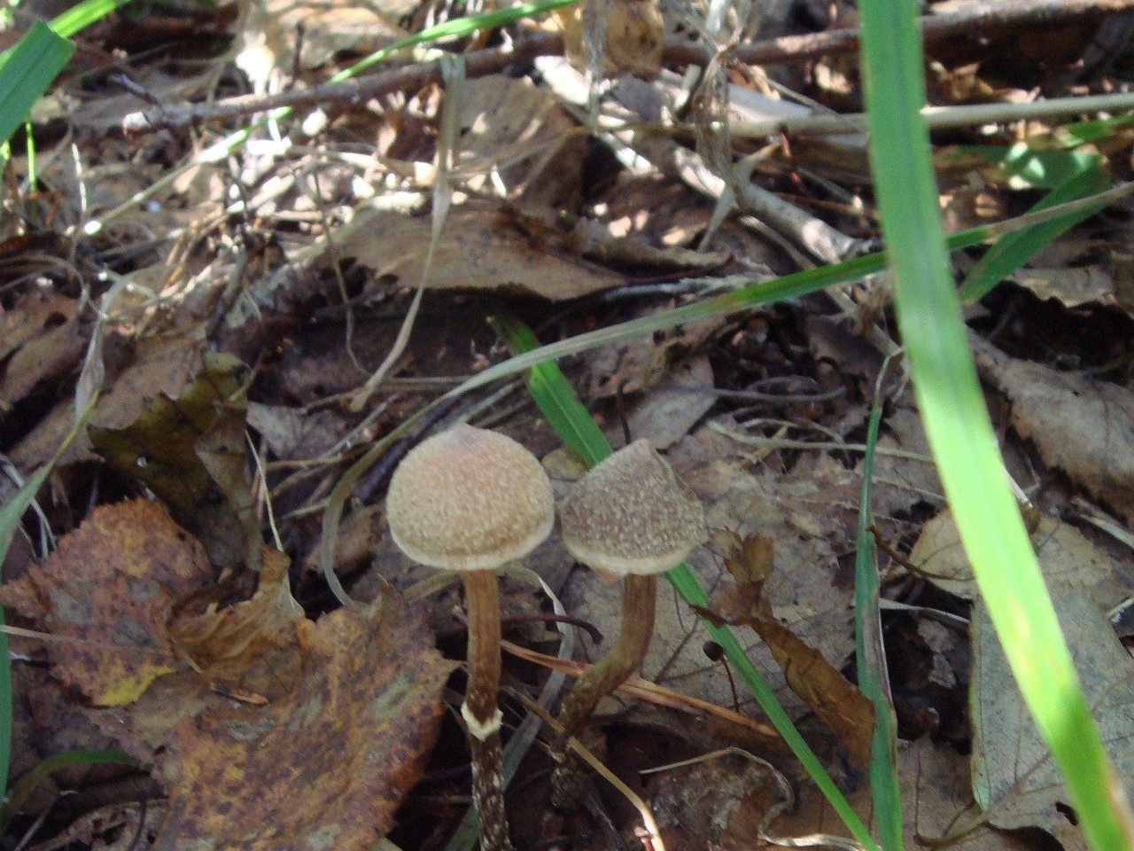 fungi-0003320