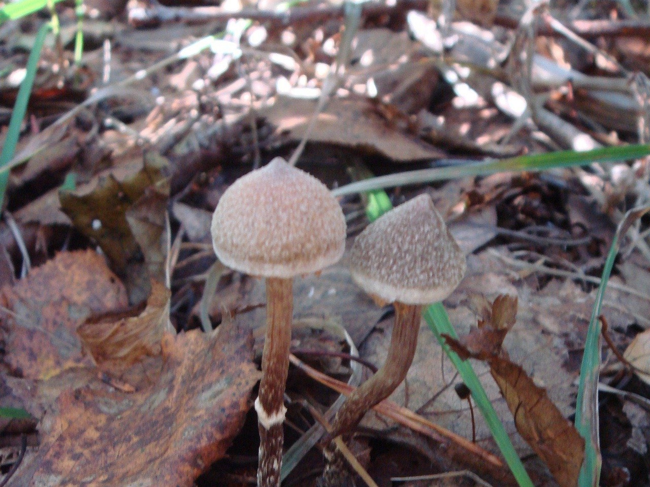 fungi-0003321