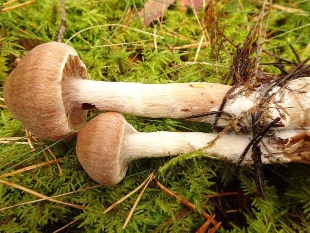 Cortinarius hemitrichus - Паутинник полуволосистый - Hairy Curtain Crust - Zottiger Schleierling