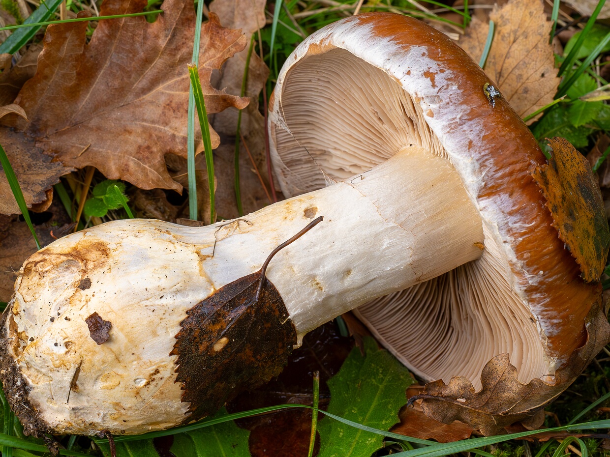 Паутинник превосходный - Cortinarius praestans