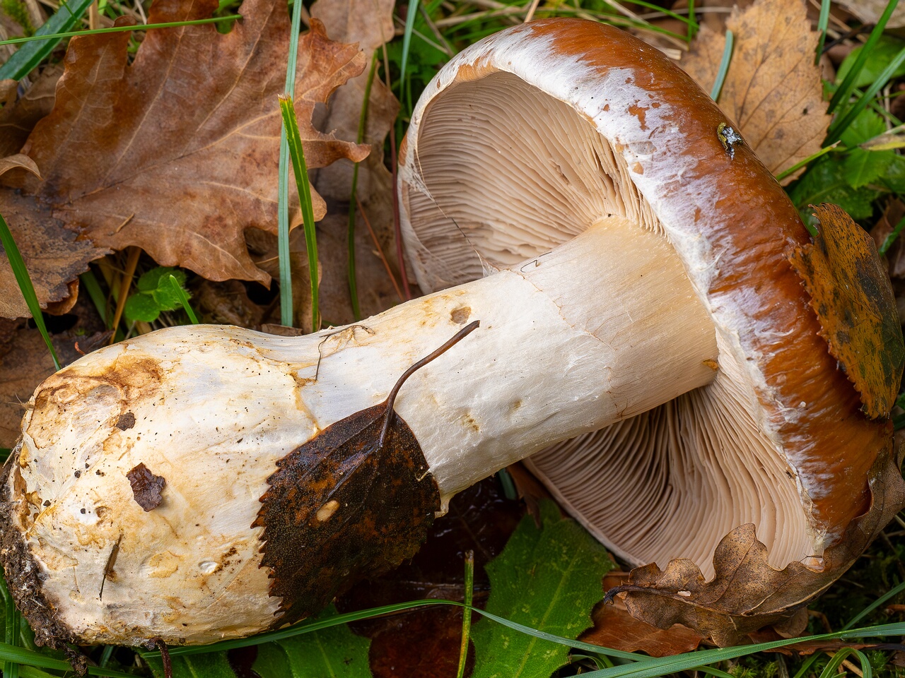 !Cortinarius praestans _2026-09-19_1-5