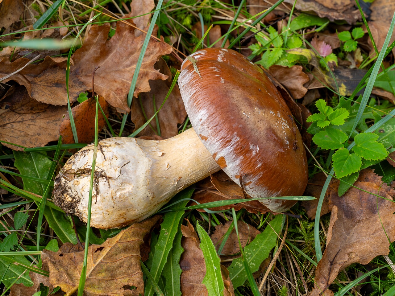Cortinarius praestans _2026-09-19_1-1