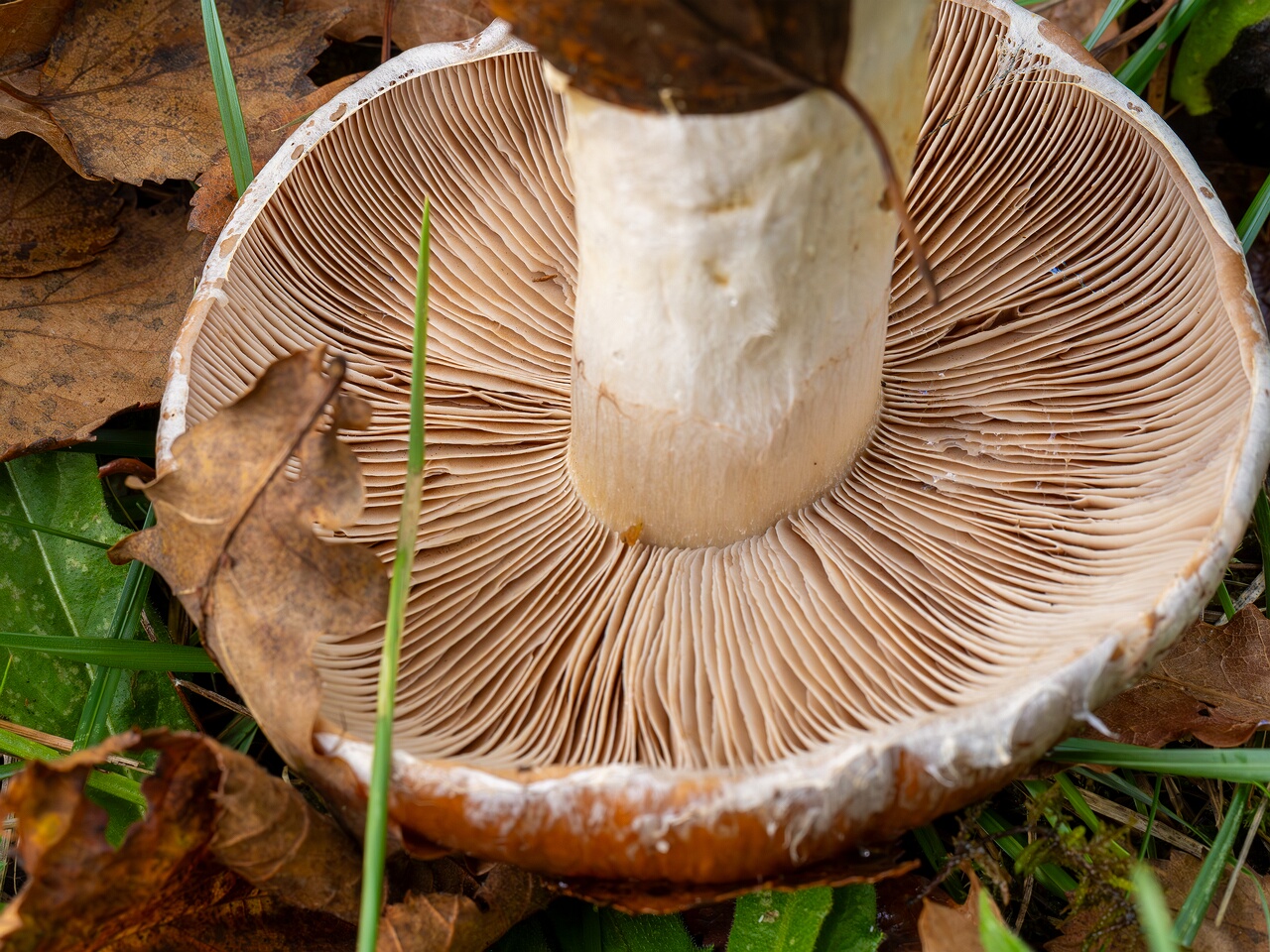 Cortinarius praestans _2026-09-19_1-2