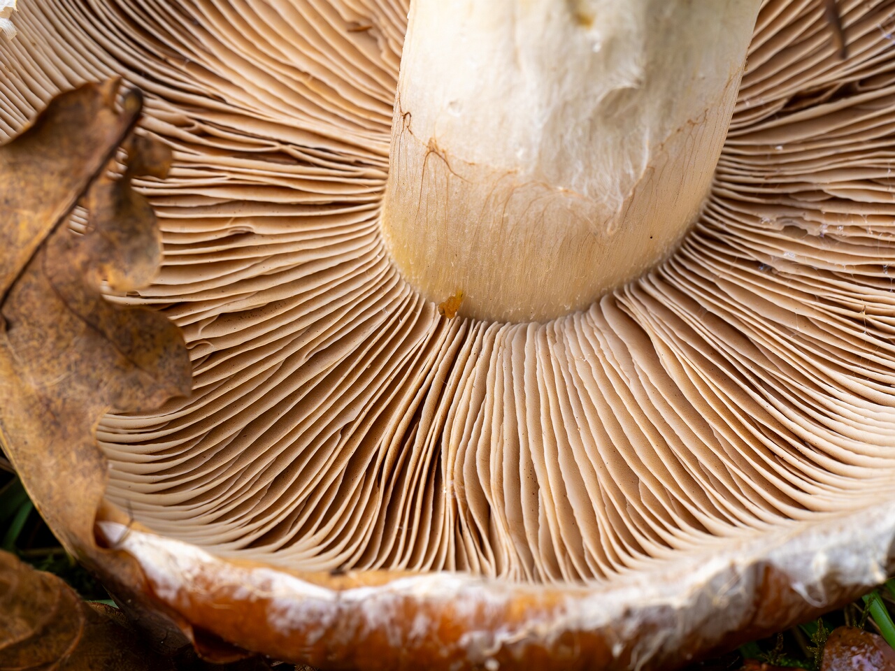 Cortinarius praestans _2026-09-19_1-3