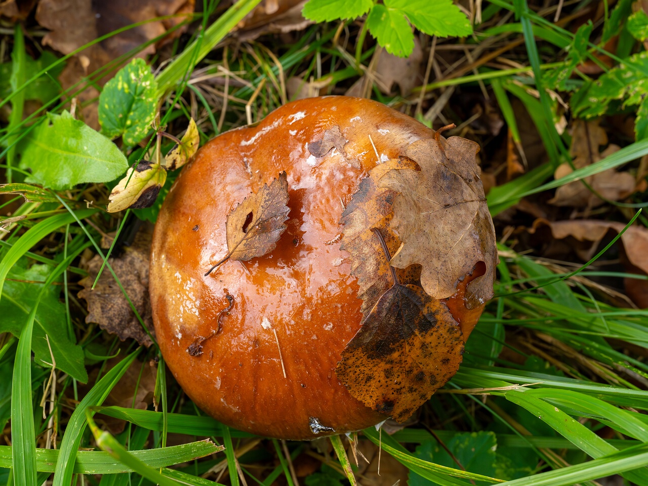 Cortinarius praestans _2026-09-19_1-6