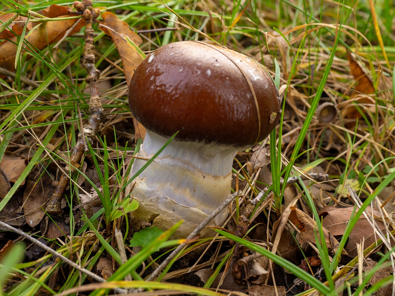 Cortinarius praestans _2026-09-19_2-1
