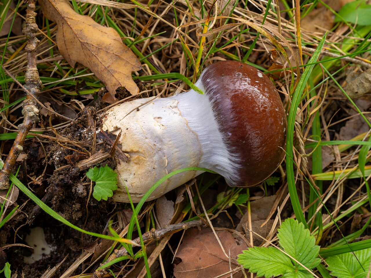 Cortinarius praestans _2026-09-19_2-2