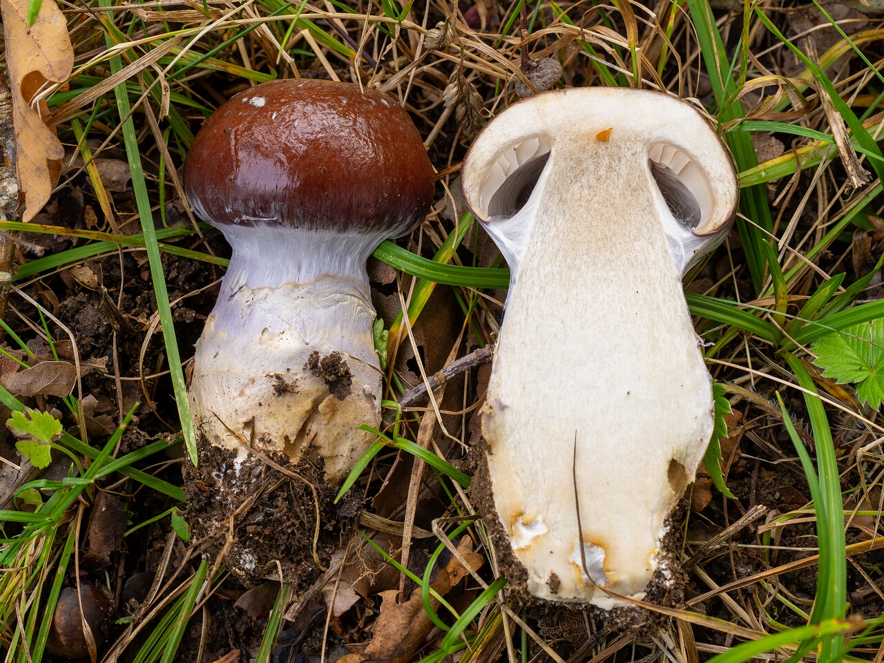 Cortinarius praestans _2026-09-19_2-4