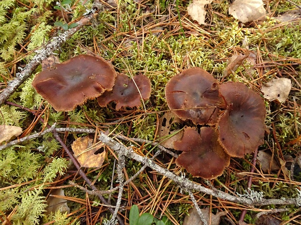 Cortinarius callisteus - Паутинник придорожный - Beautiful Webcap - Schöner Schleierling