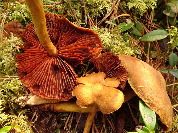 Cortinarius purpureus - Паутинник пурпурный - Purple Webcap - Purpurschleierling