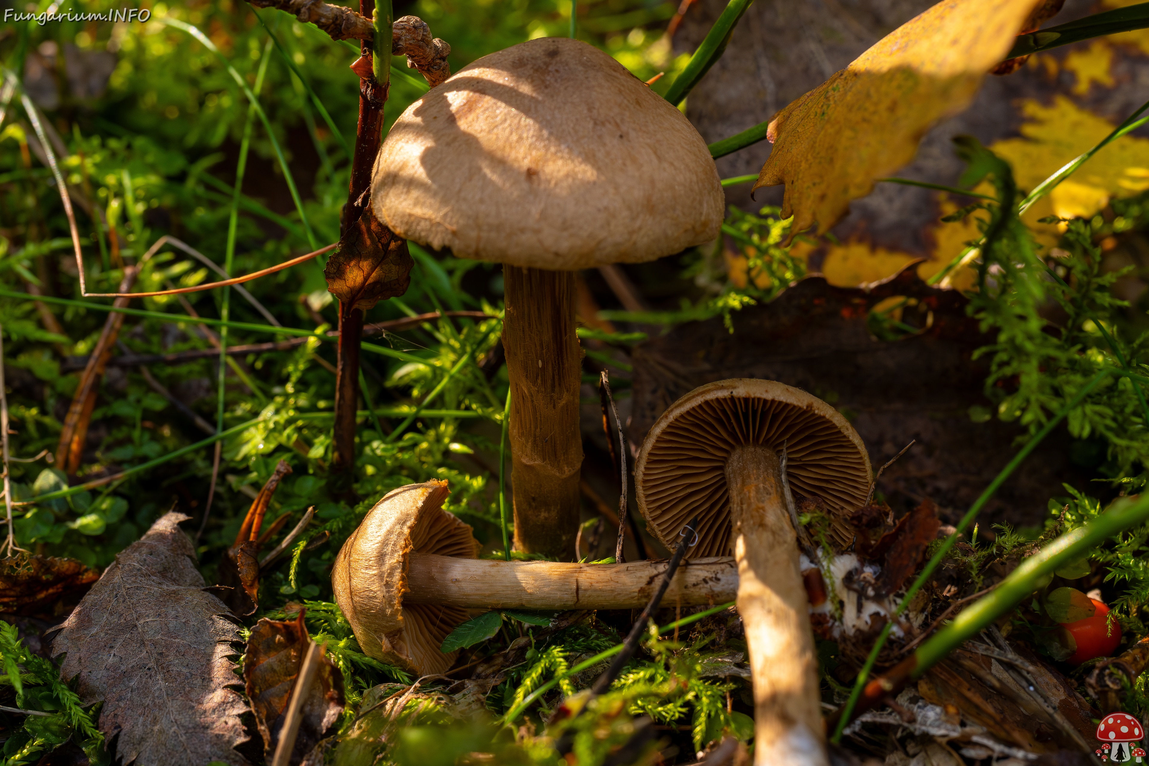 !Cortinarius raphanoides _2025-09-07_1-13 