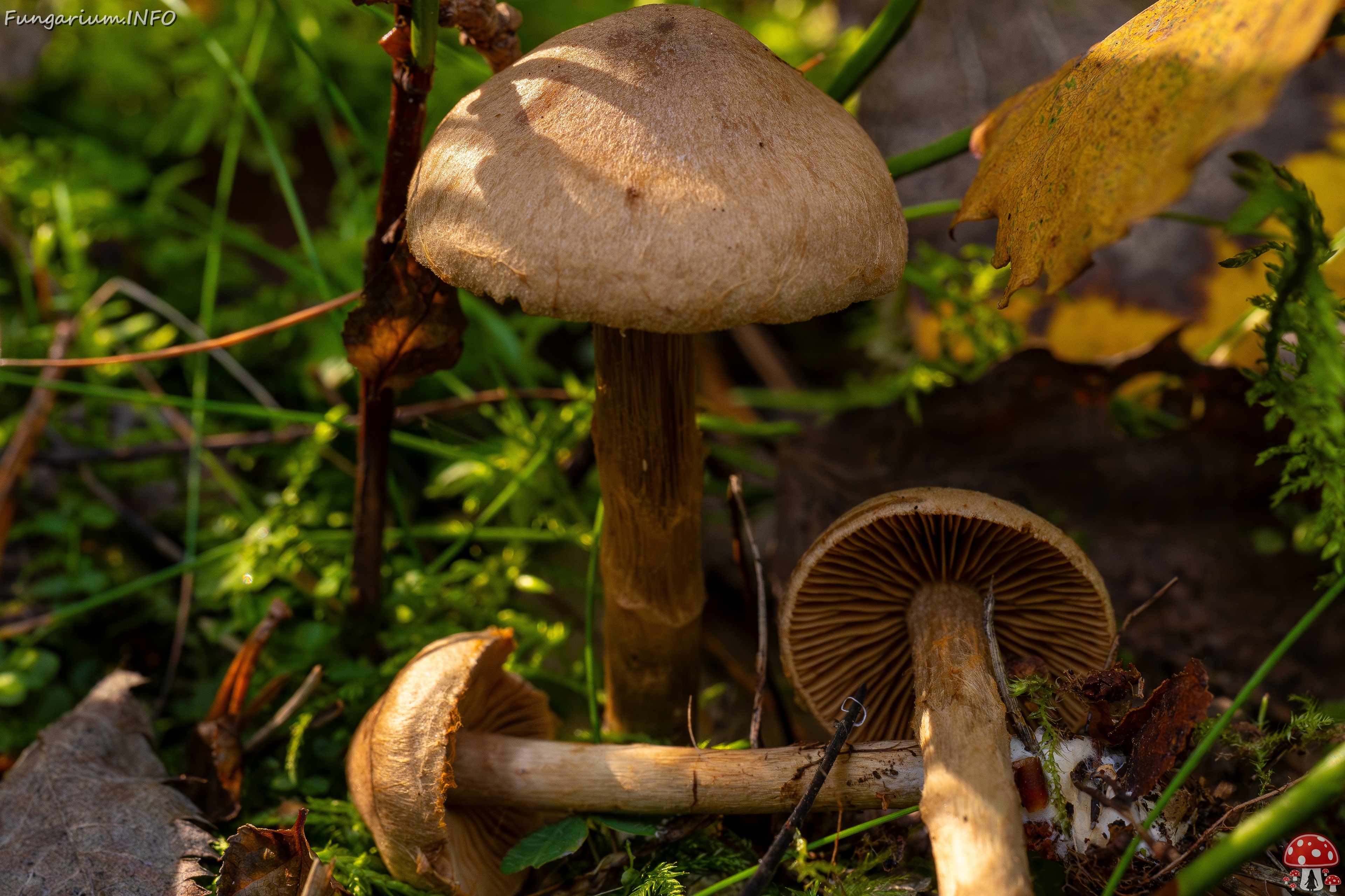 Cortinarius raphanoides _2025-09-07_1-10 