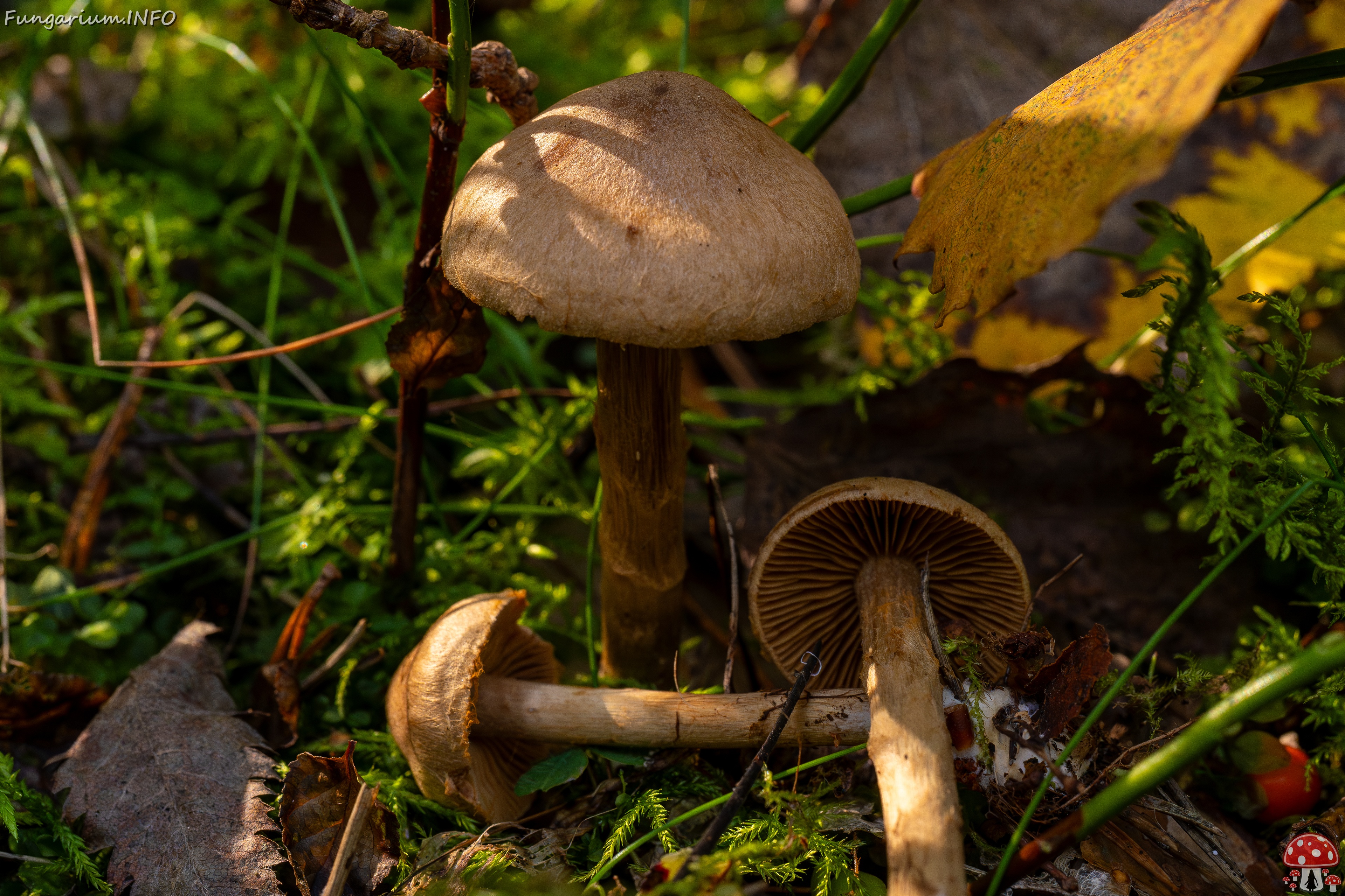 Cortinarius raphanoides _2025-09-07_1-11 