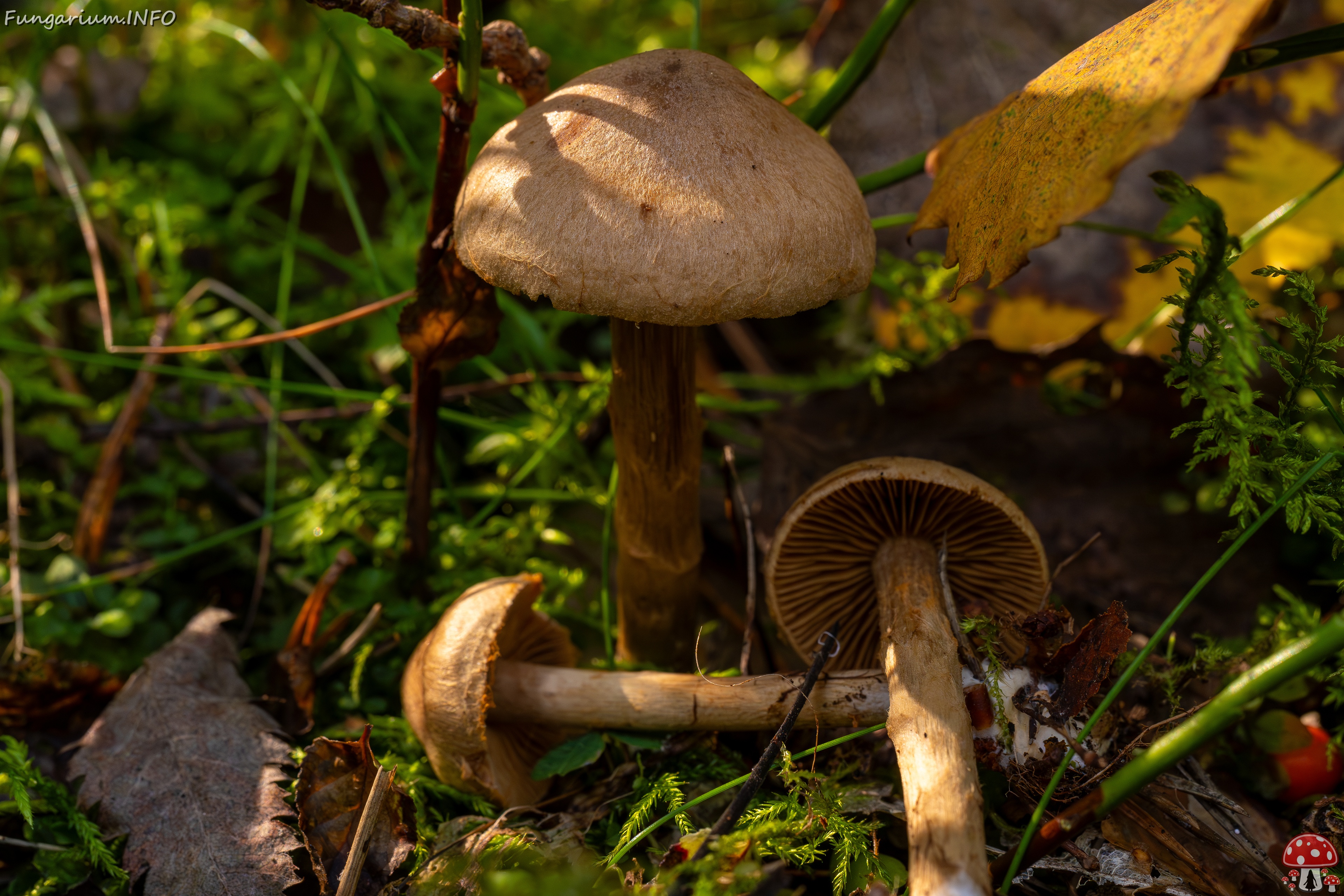 Cortinarius raphanoides _2025-09-07_1-12 