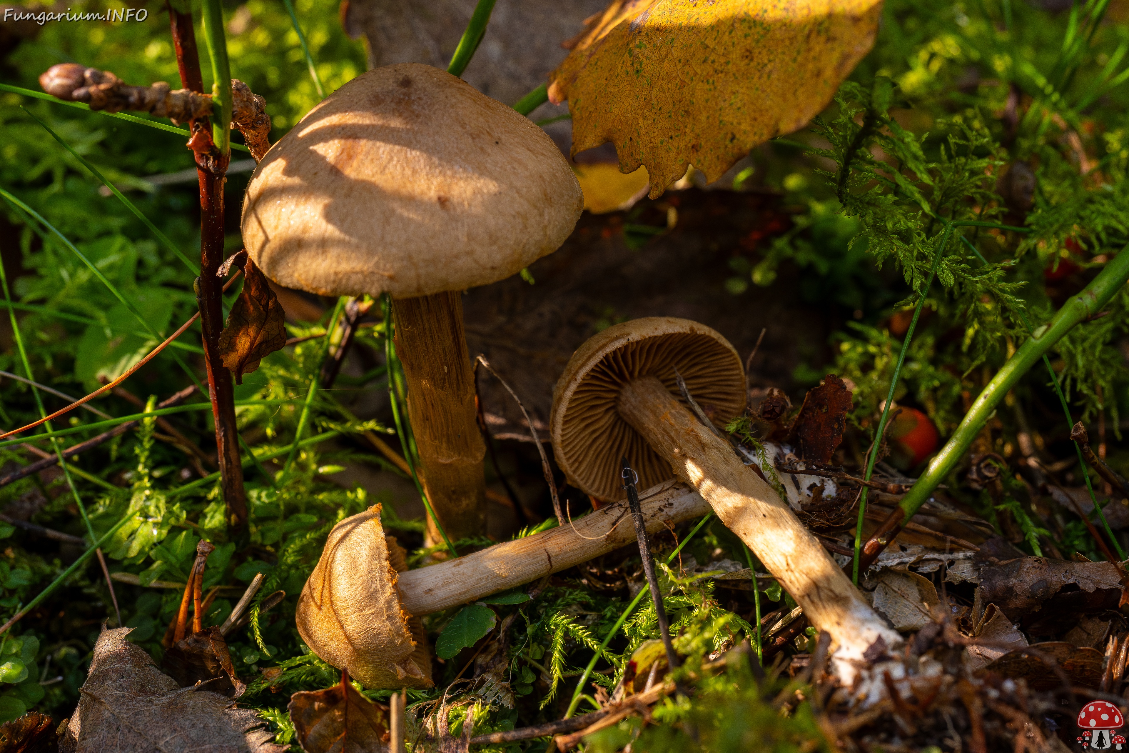 Cortinarius raphanoides _2025-09-07_1-14 