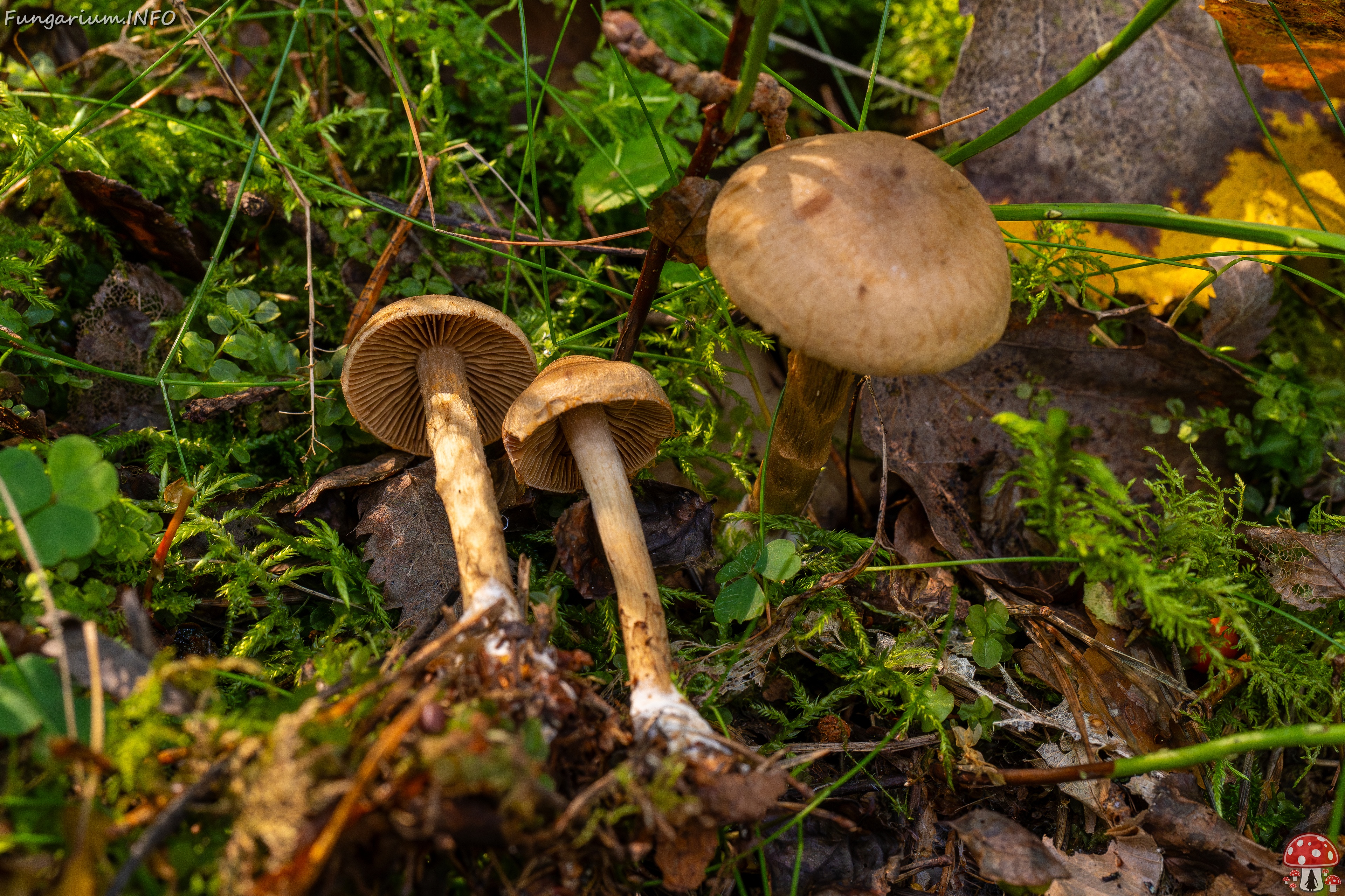 Cortinarius raphanoides _2025-09-07_1-7 