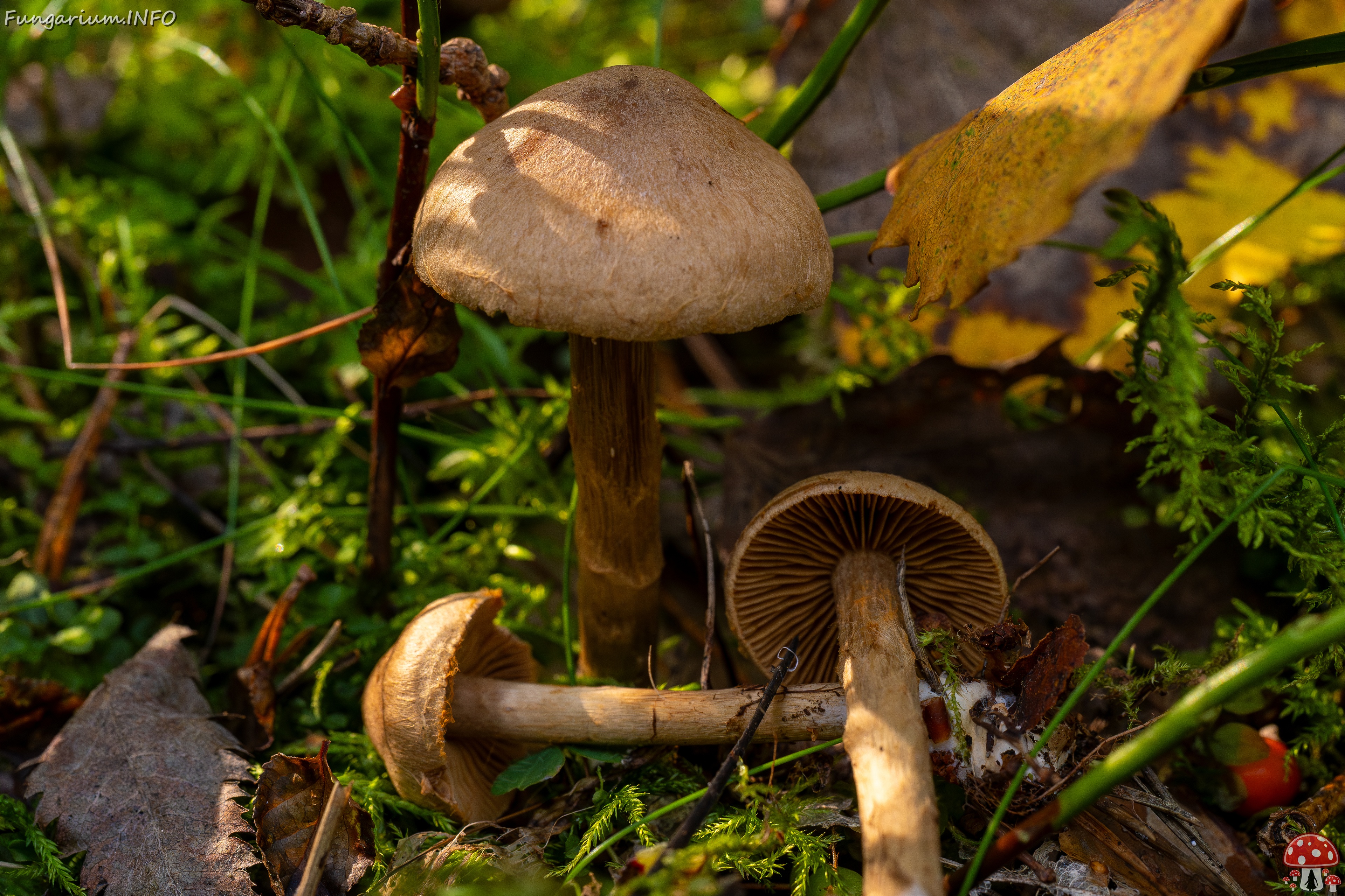 Cortinarius raphanoides _2025-09-07_1-9 