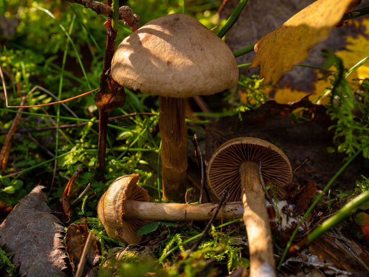 !Cortinarius raphanoides _2025-09-07_1-13