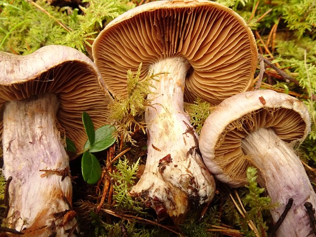 Cortinarius glaucopus - Паутинник сизоножковый - Blueleg Webcap - Blaugrauer Schleierling