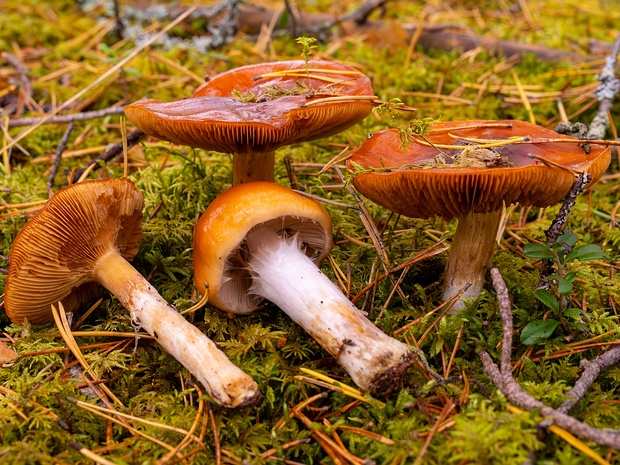 Cortinarius mucosus - Паутинник слизистый - Slimy Webcap - Schleimiger Schleierling