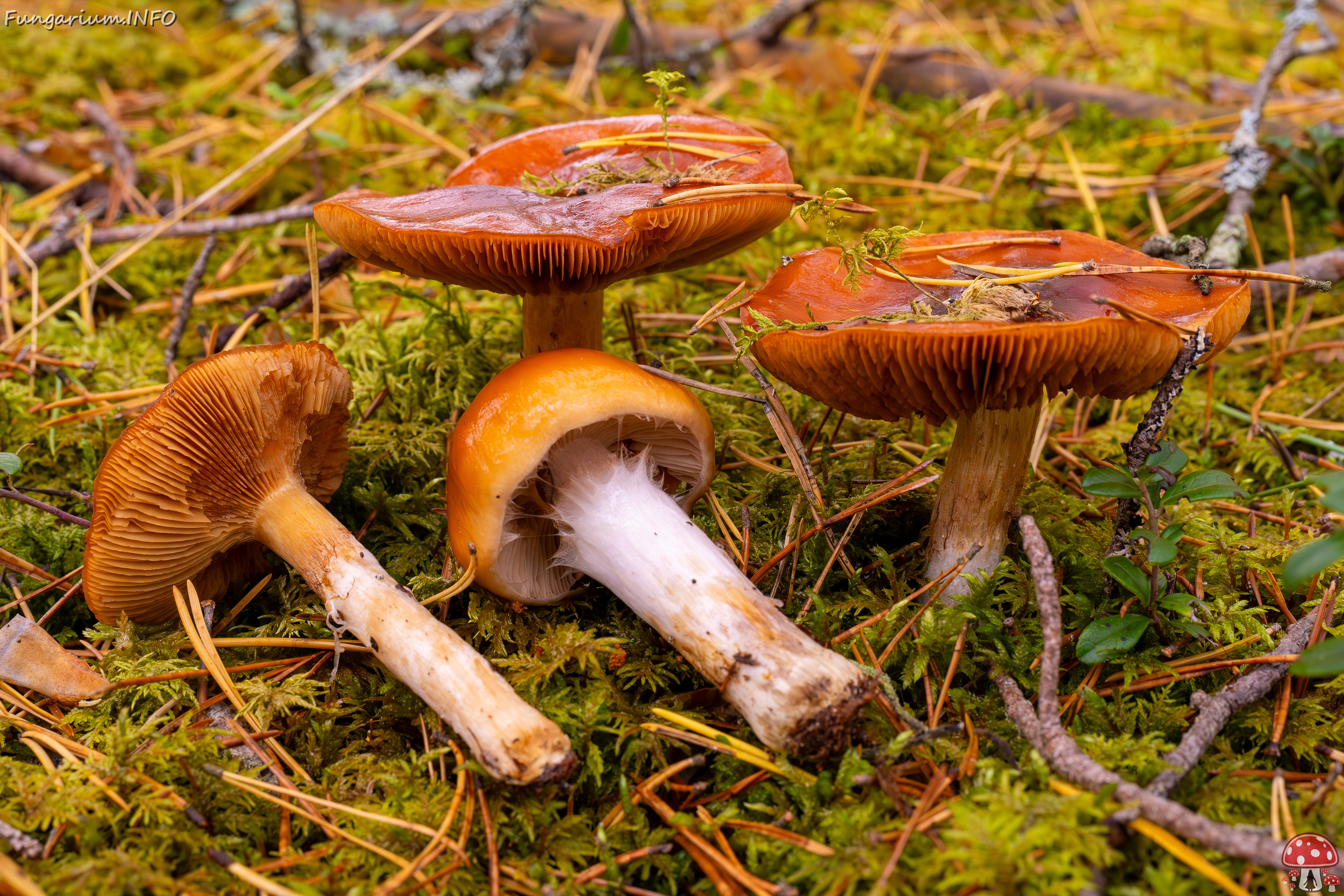 !cortinarius-mucosus_2024-10-12_1-5 