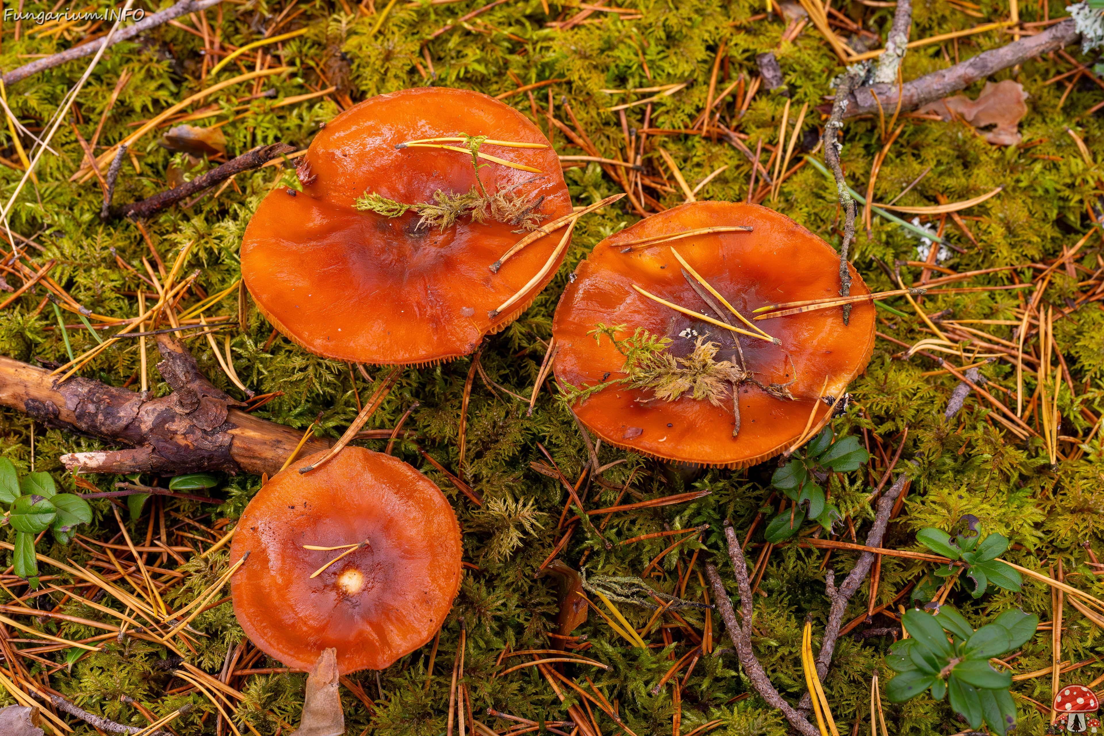 cortinarius-mucosus_2024-10-12_1-1 