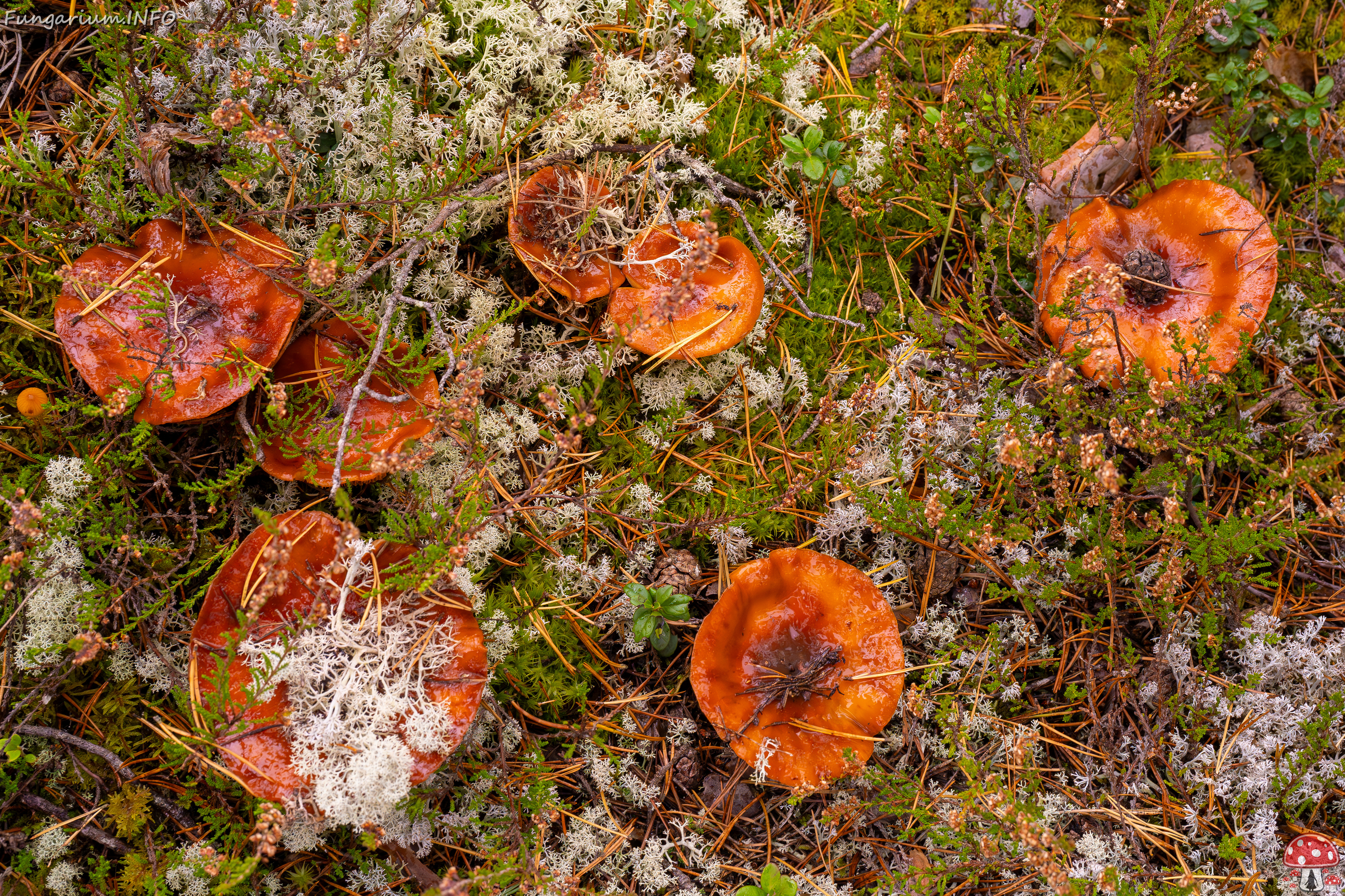 cortinarius-mucosus_2024-10-12_1-10 