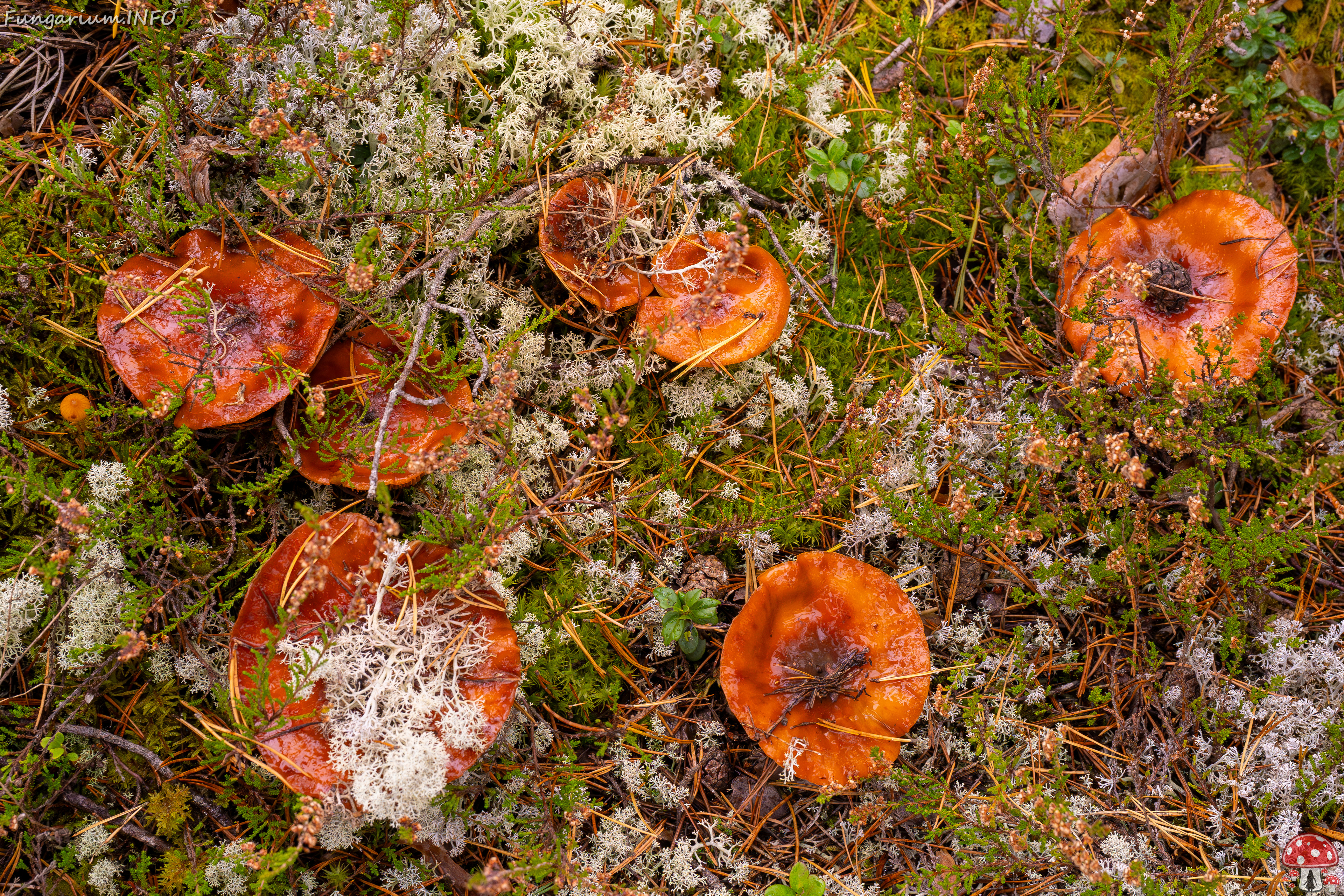 cortinarius-mucosus_2024-10-12_1-11 