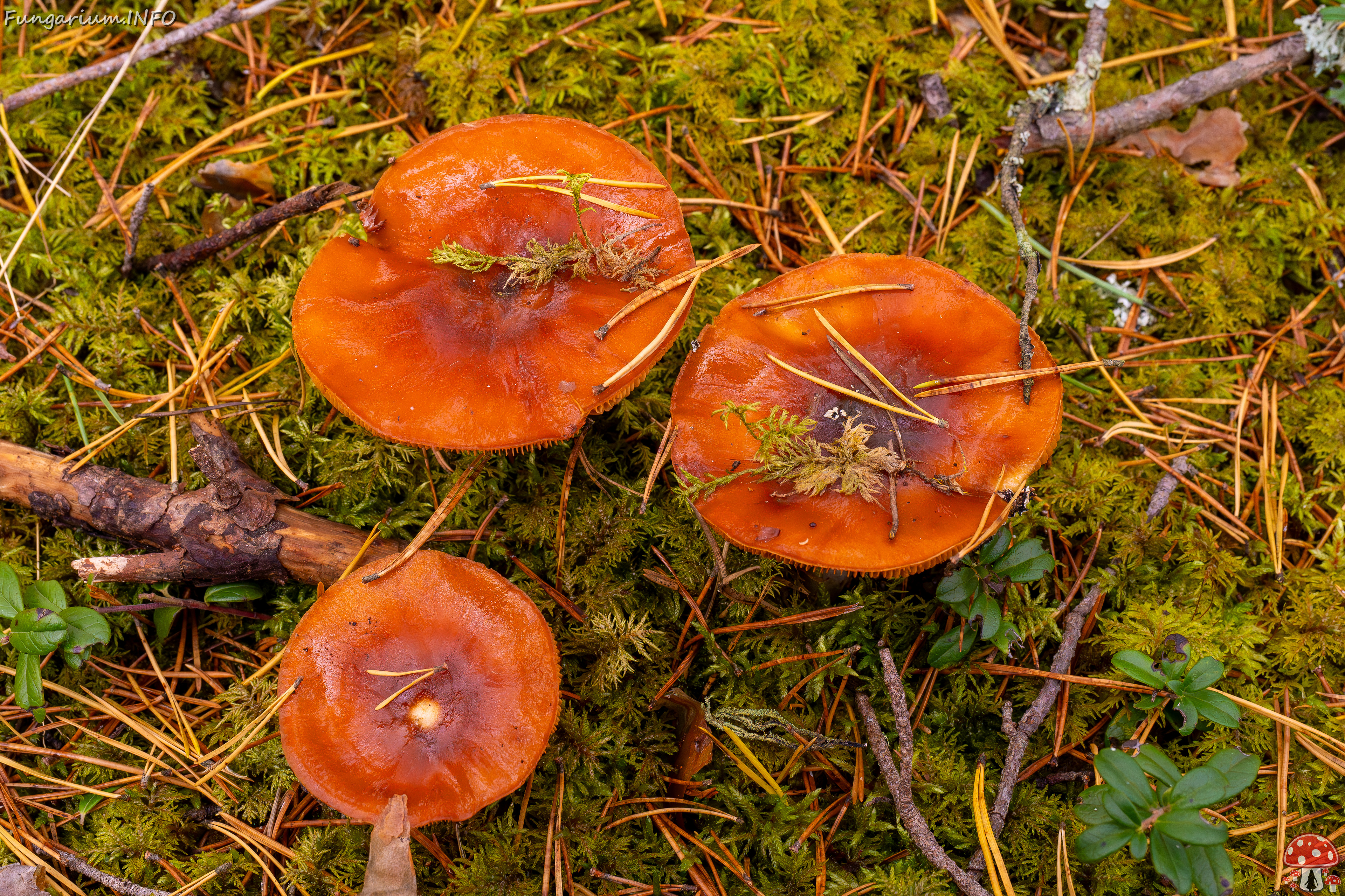 cortinarius-mucosus_2024-10-12_1-2 