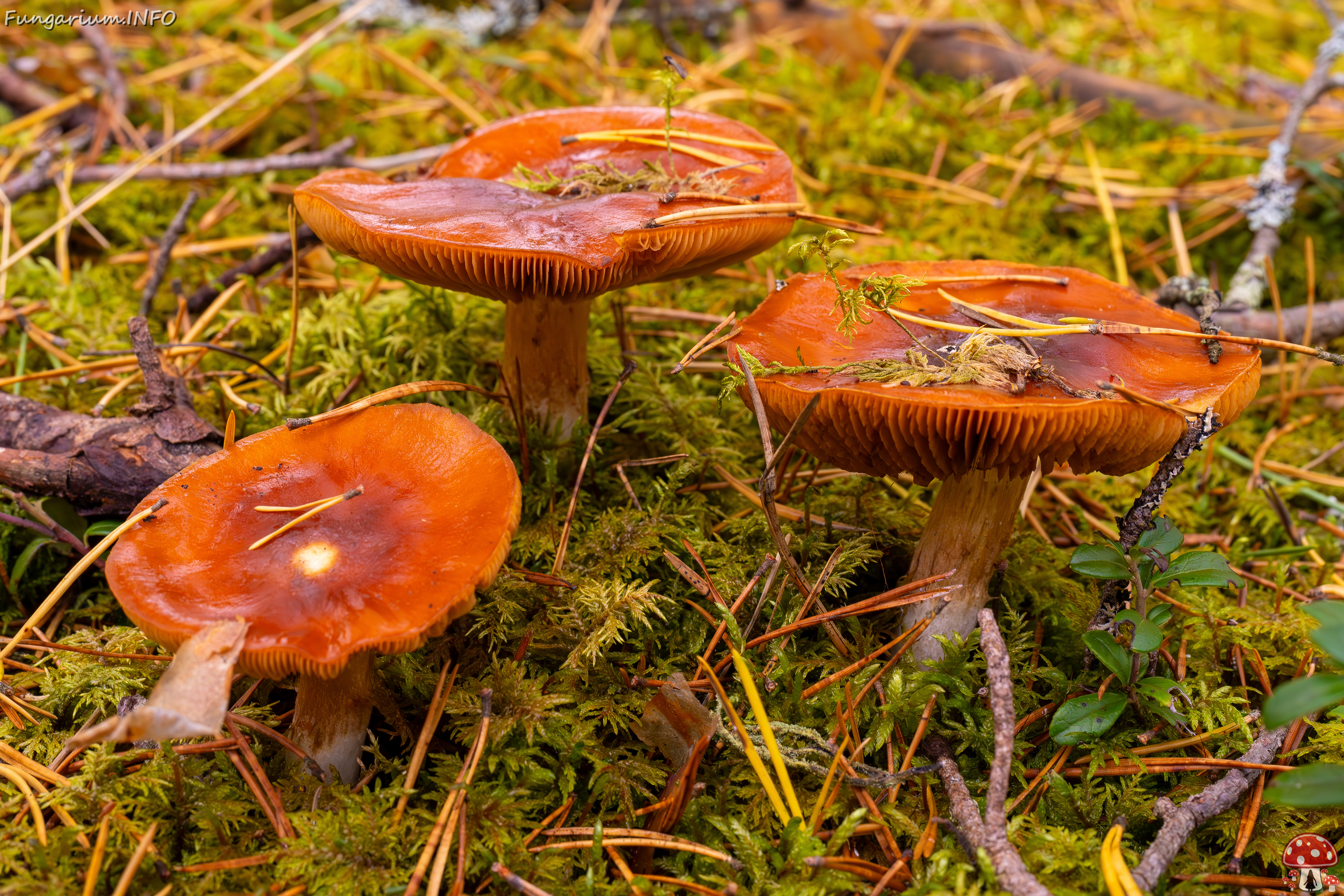 cortinarius-mucosus_2024-10-12_1-3 