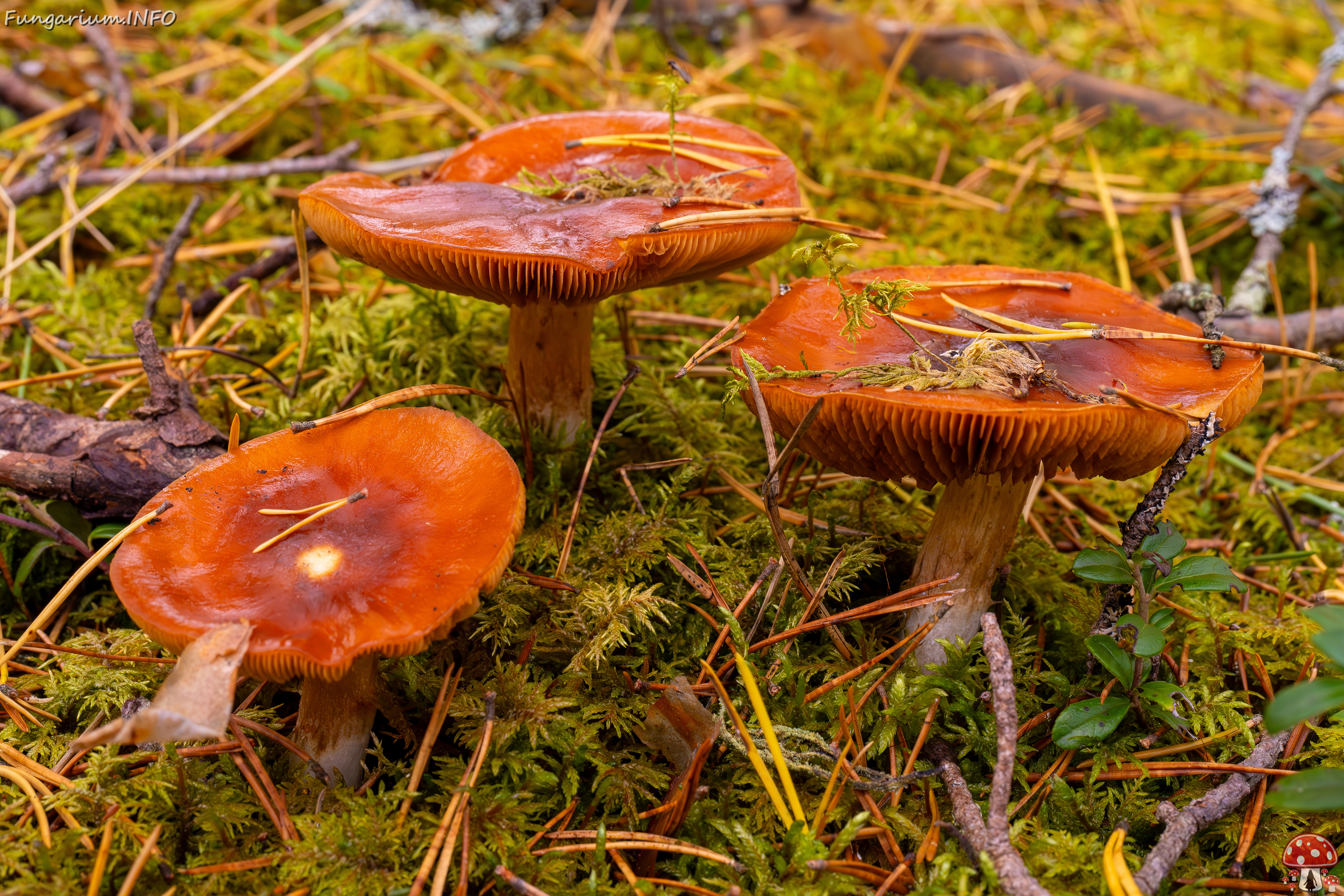 cortinarius-mucosus_2024-10-12_1-4 