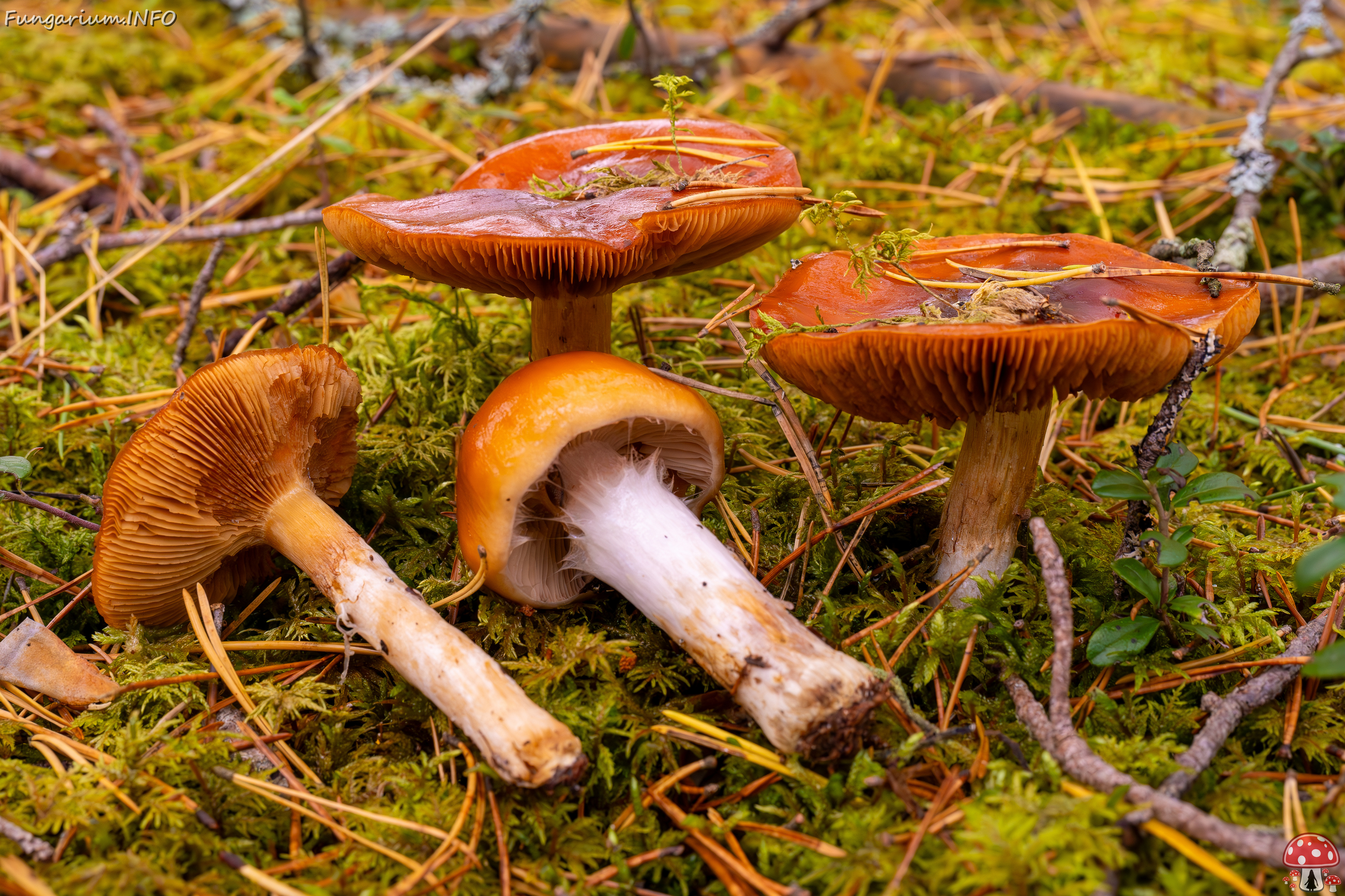 cortinarius-mucosus_2024-10-12_1-6 