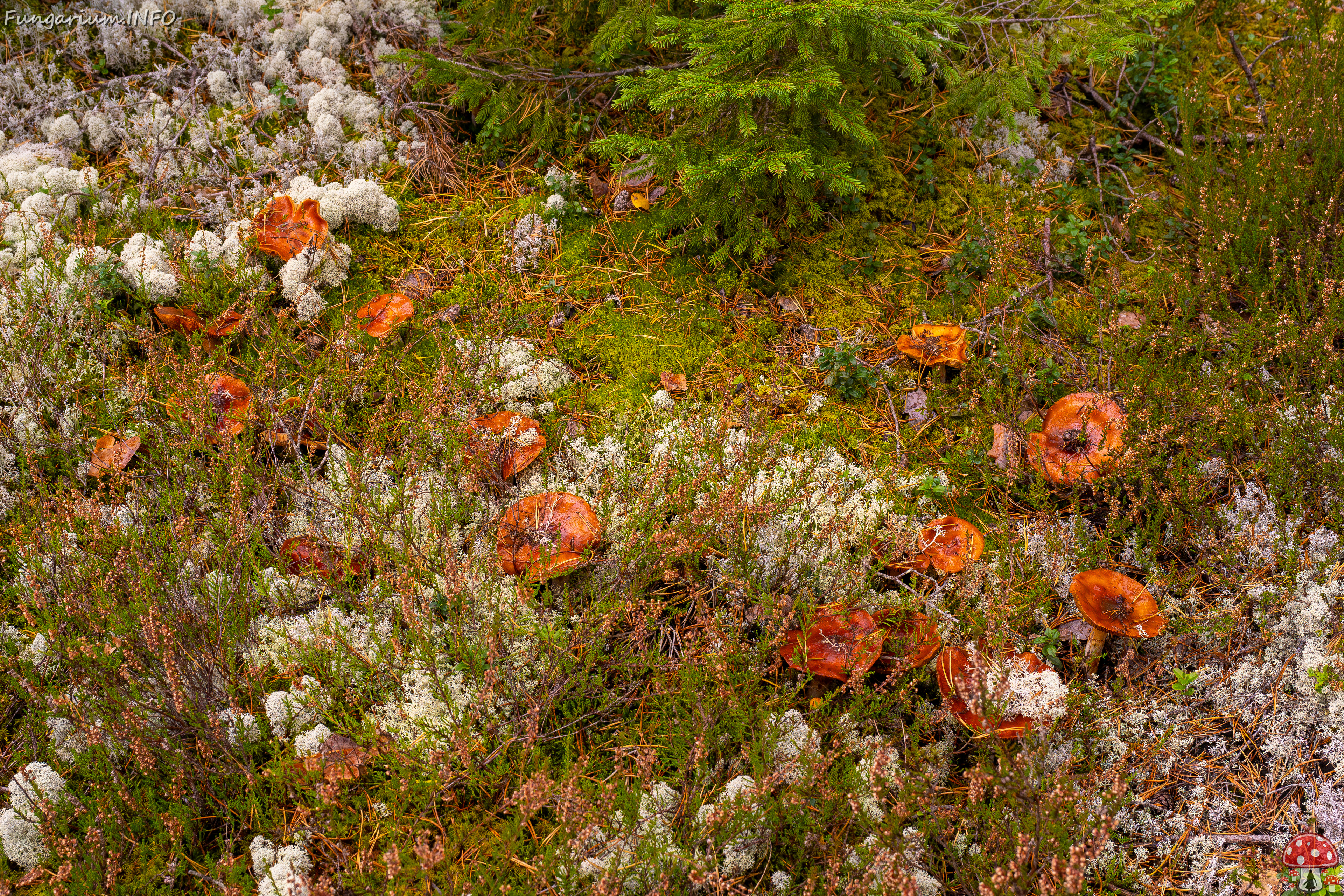 cortinarius-mucosus_2024-10-12_1-8 