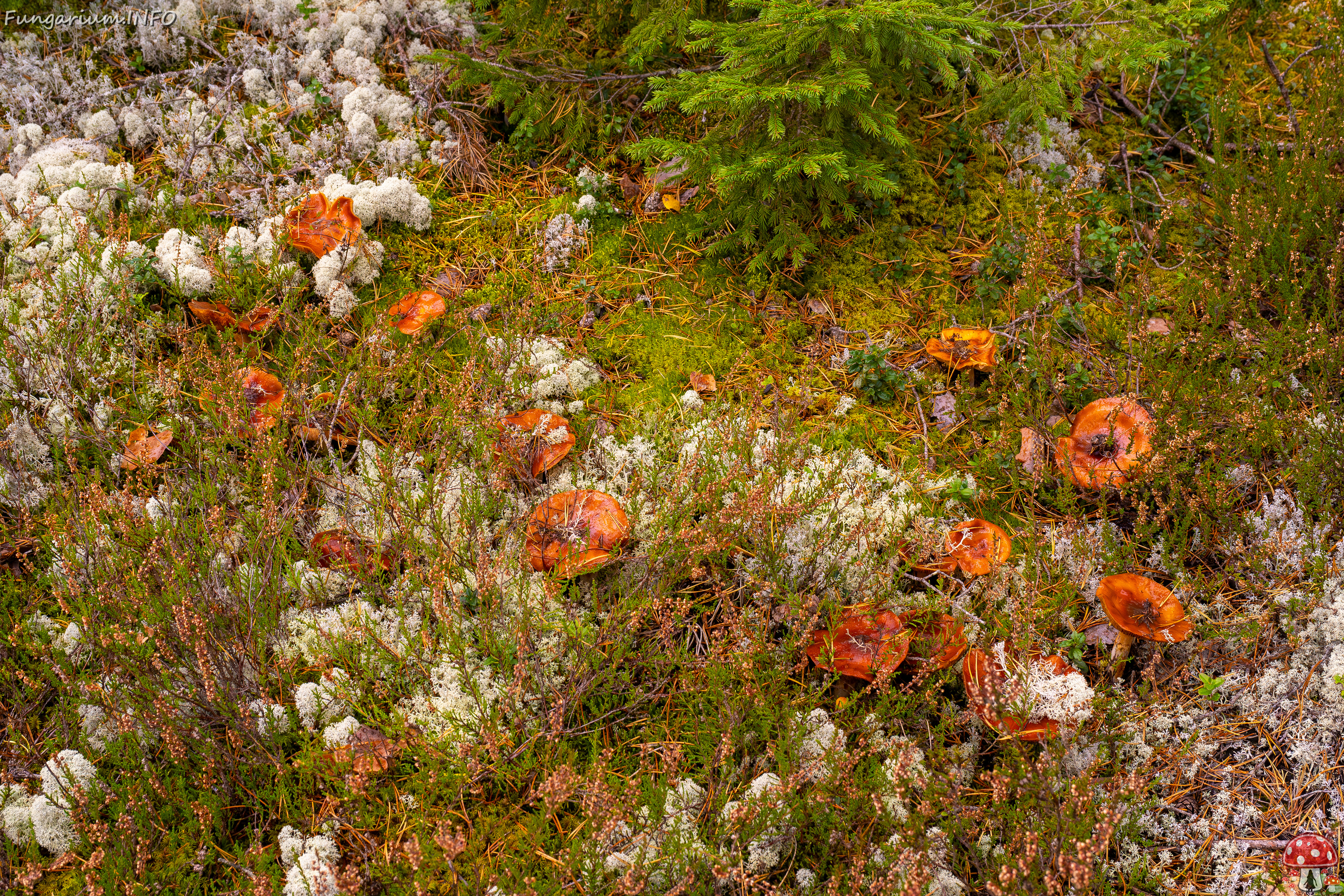 cortinarius-mucosus_2024-10-12_1-9 