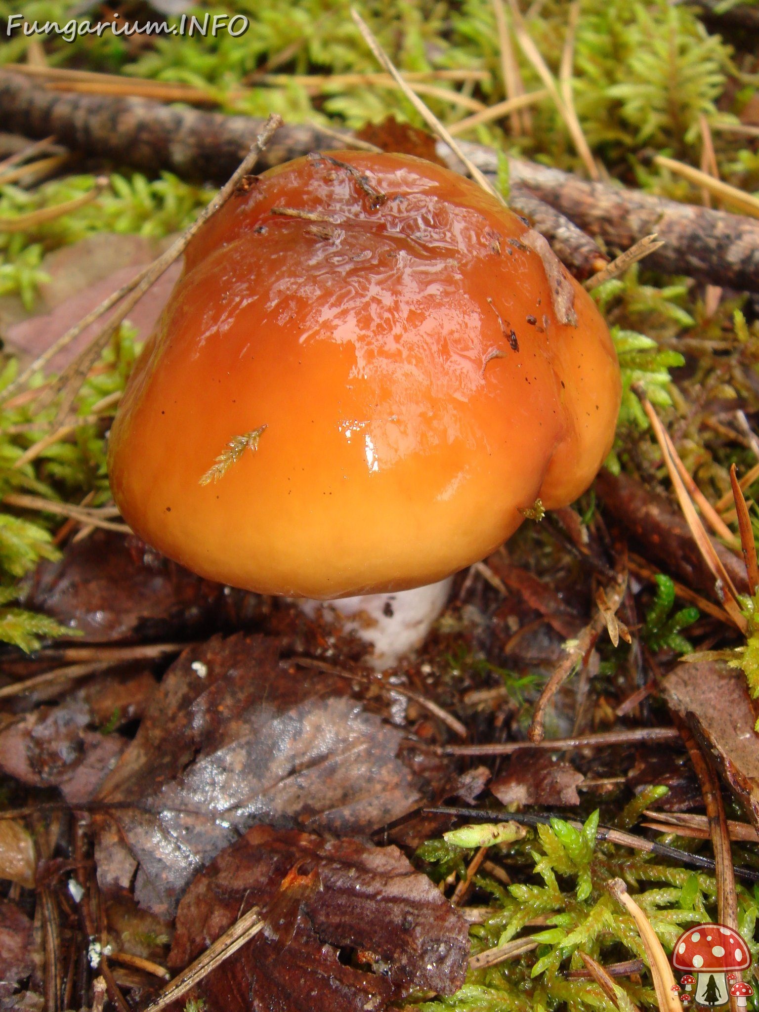 fungi-0003434 