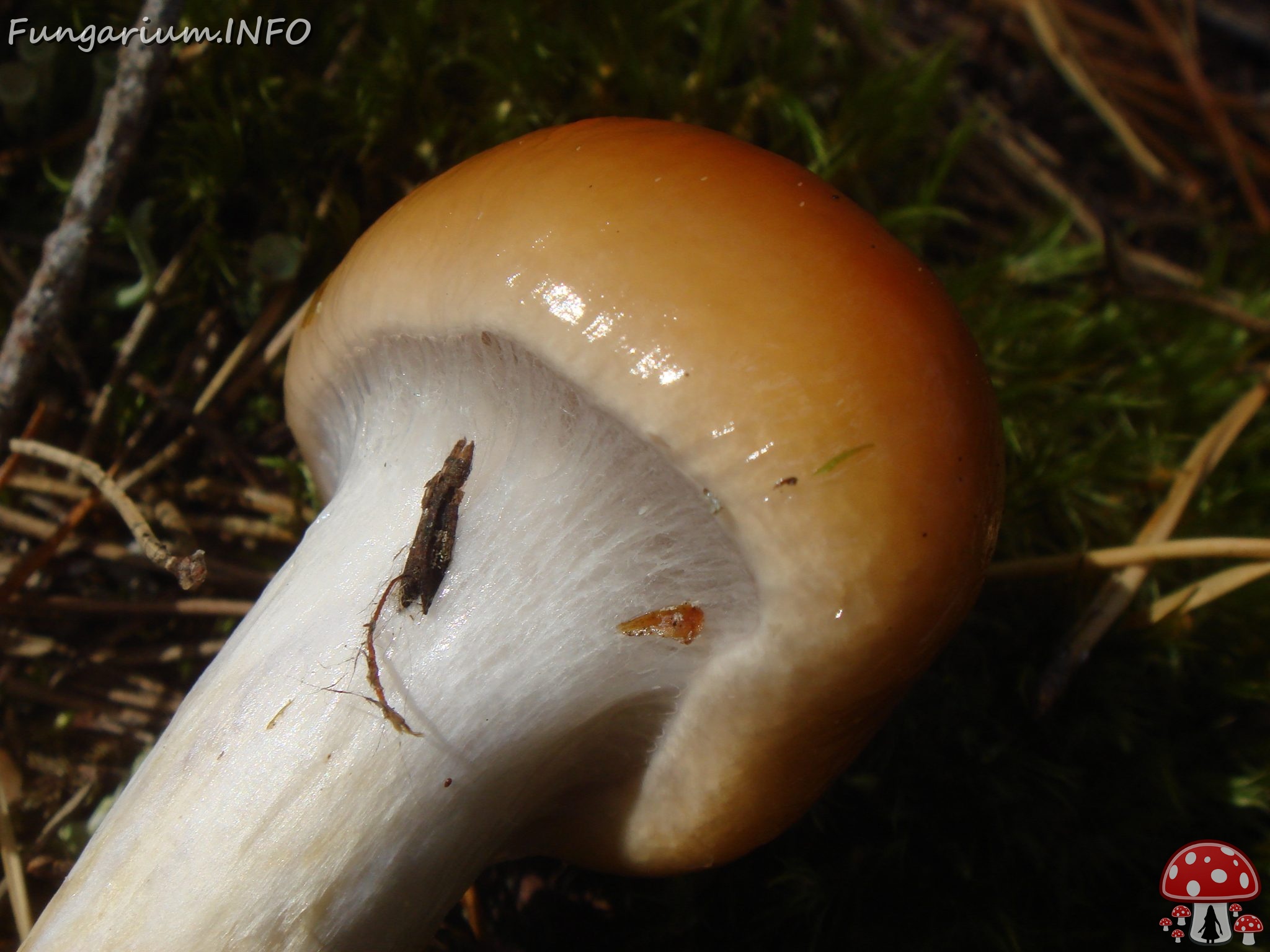 fungi-0004736 