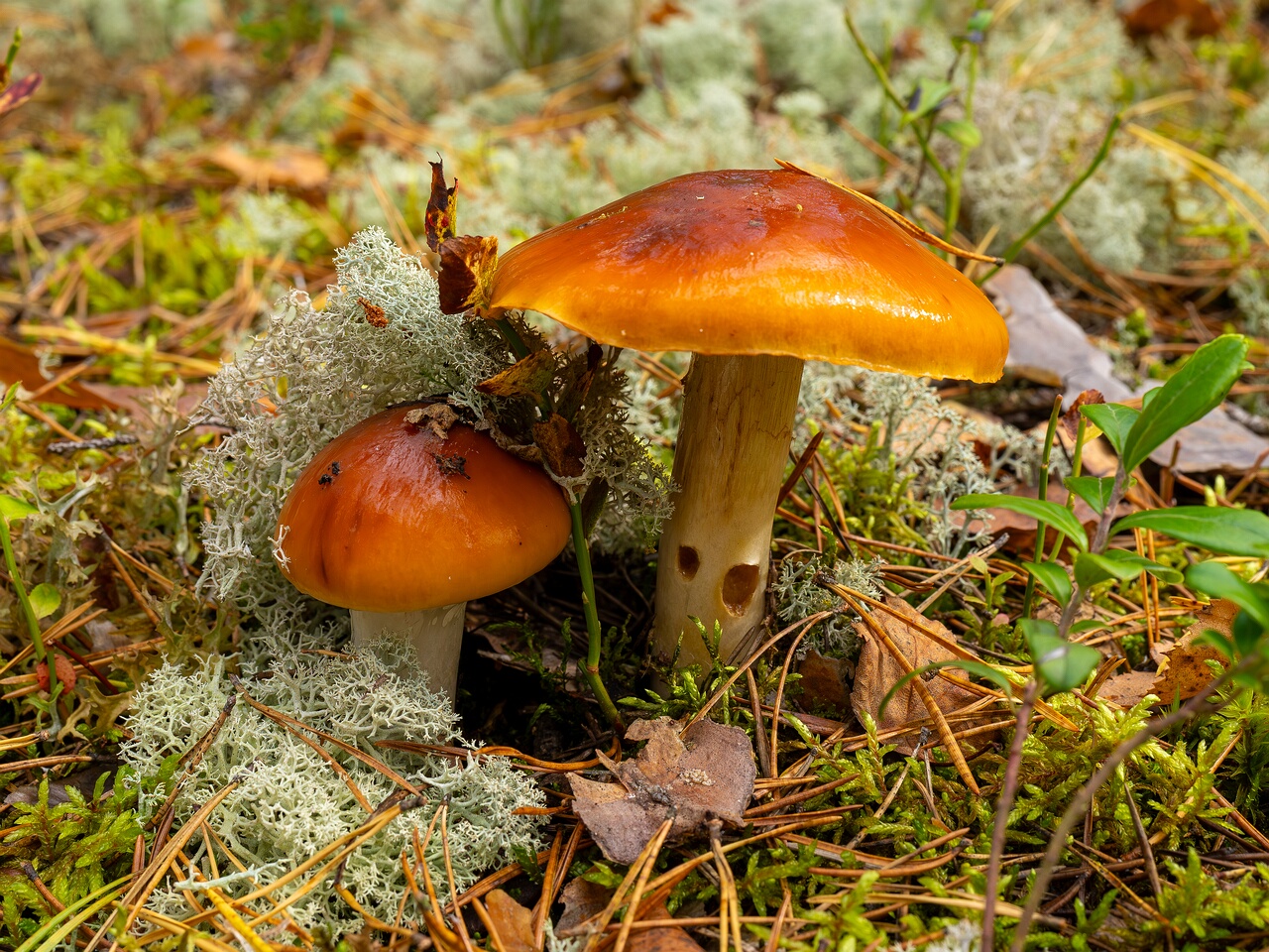 Cortinarius mucosus _2026-09-17_1-1