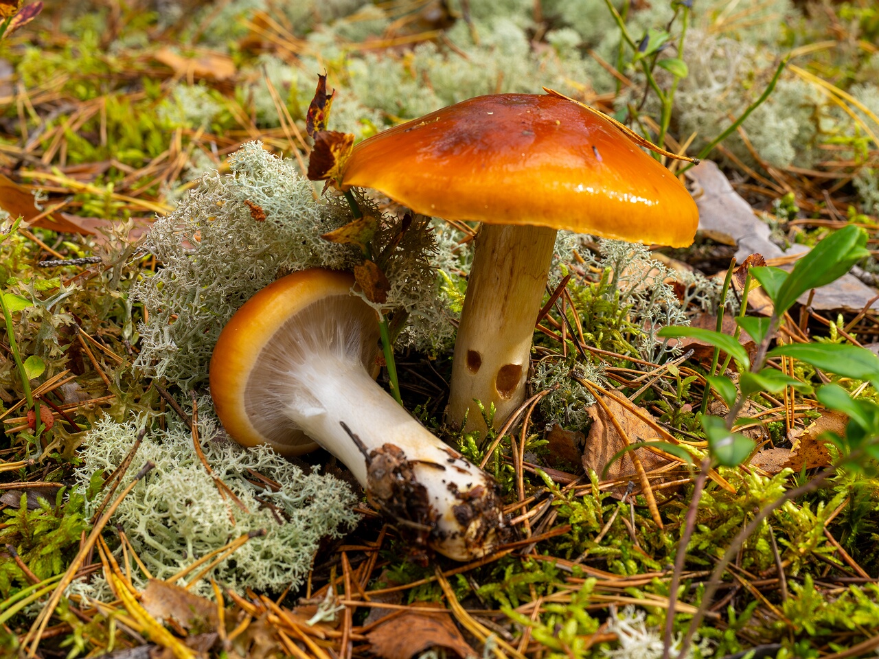 Cortinarius mucosus _2026-09-17_1-2