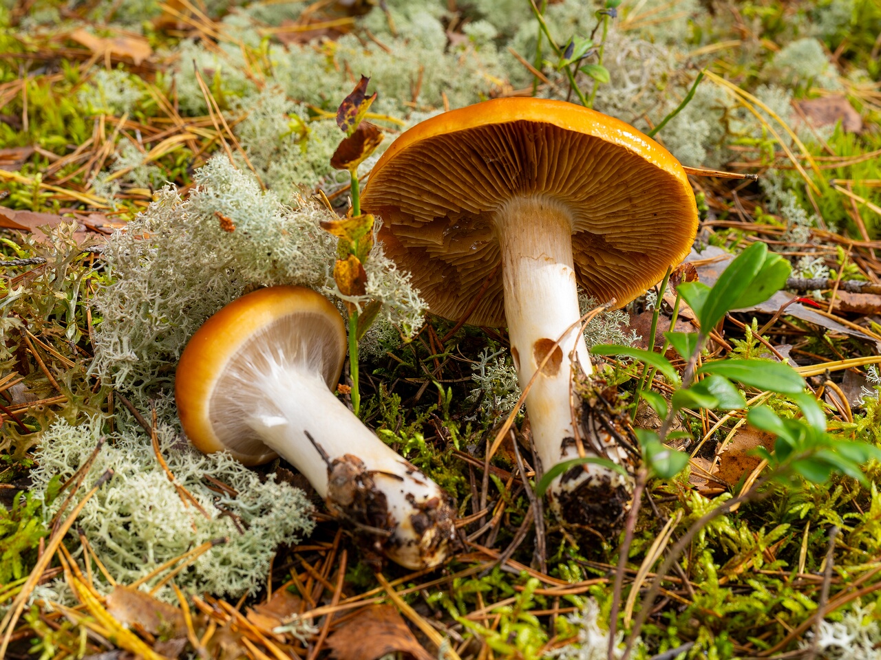 Cortinarius mucosus _2026-09-17_1-3