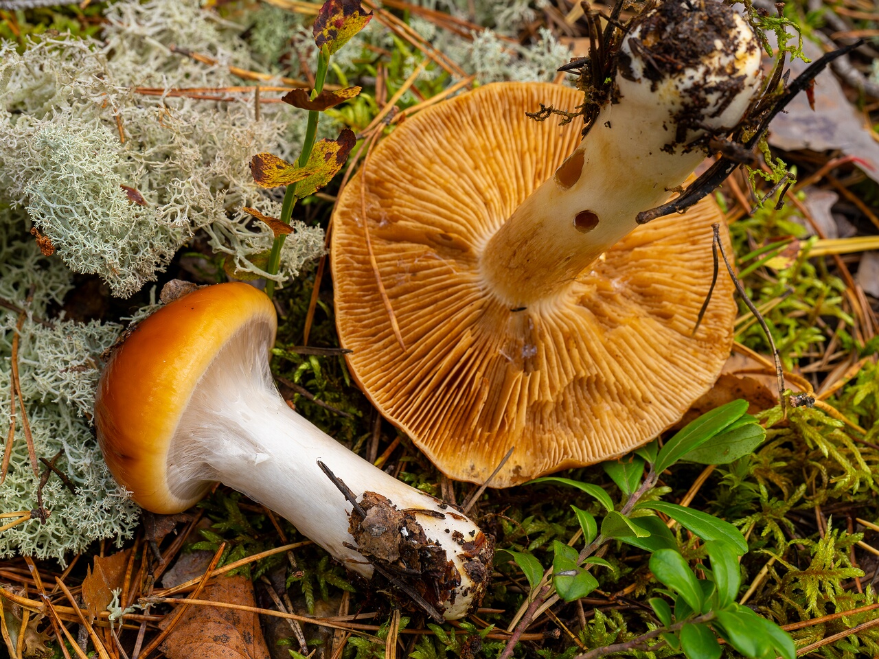 Cortinarius mucosus _2026-09-17_1-4