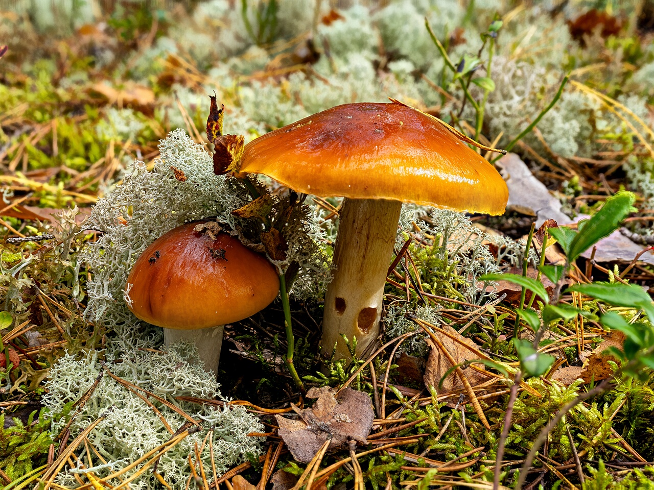 Cortinarius mucosus _2026-09-17_2-1