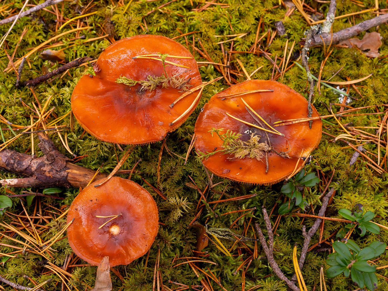 cortinarius-mucosus_2024-10-12_1-1