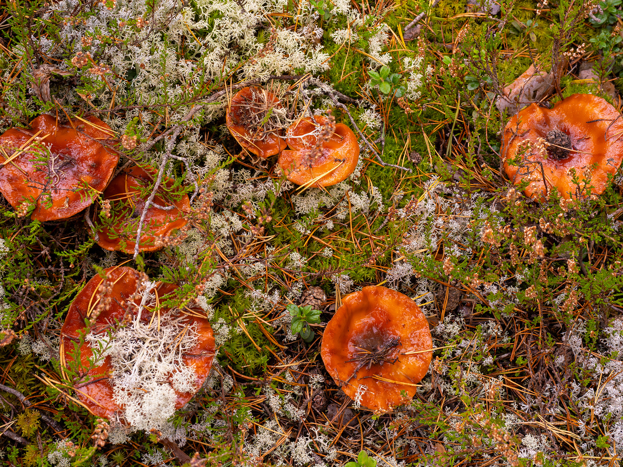 cortinarius-mucosus_2024-10-12_1-10